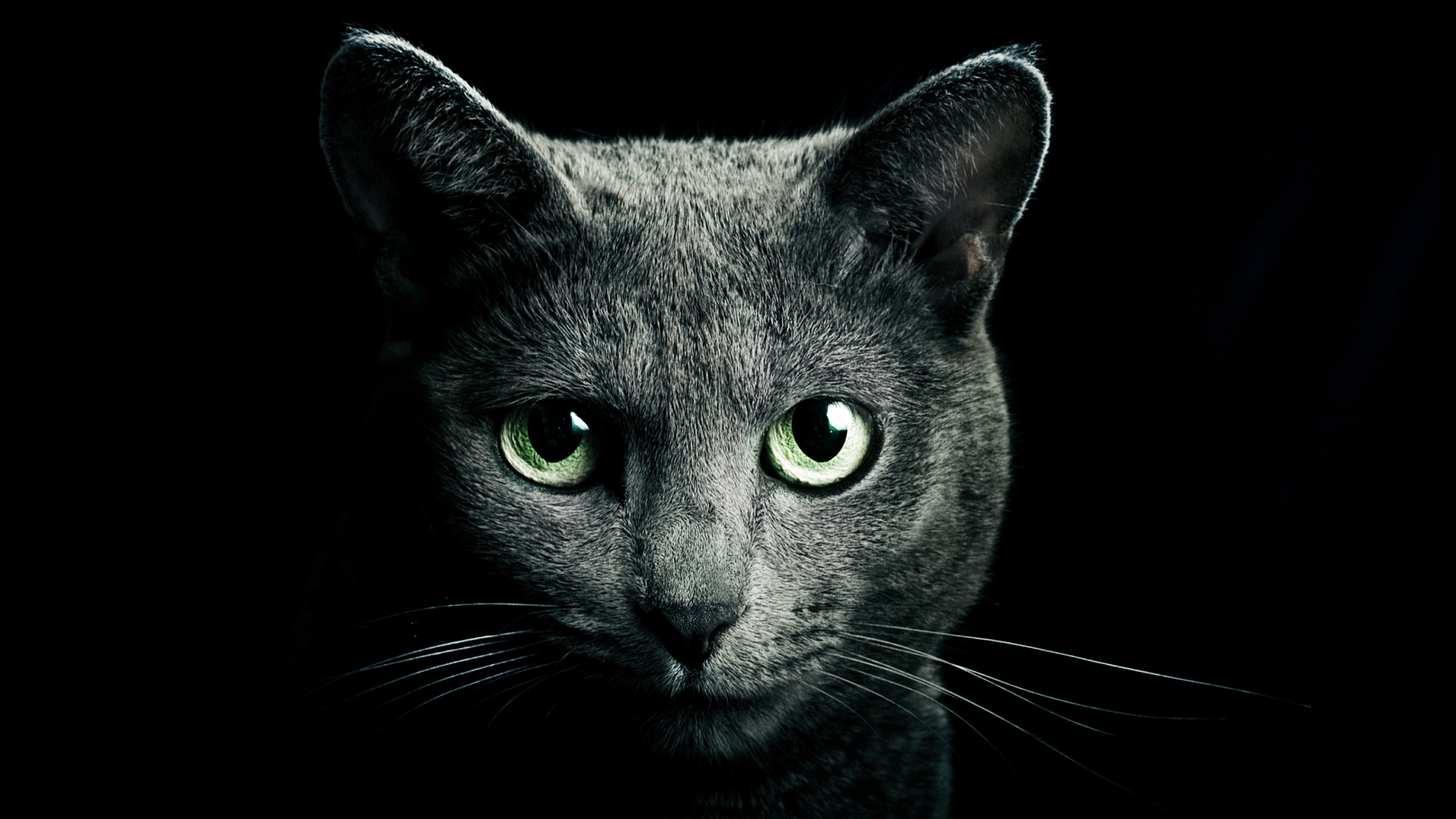 green eyes, whiskers, darkness, cat, black cat, 4K, close up, domestic short haired cat, HD Wallpaper