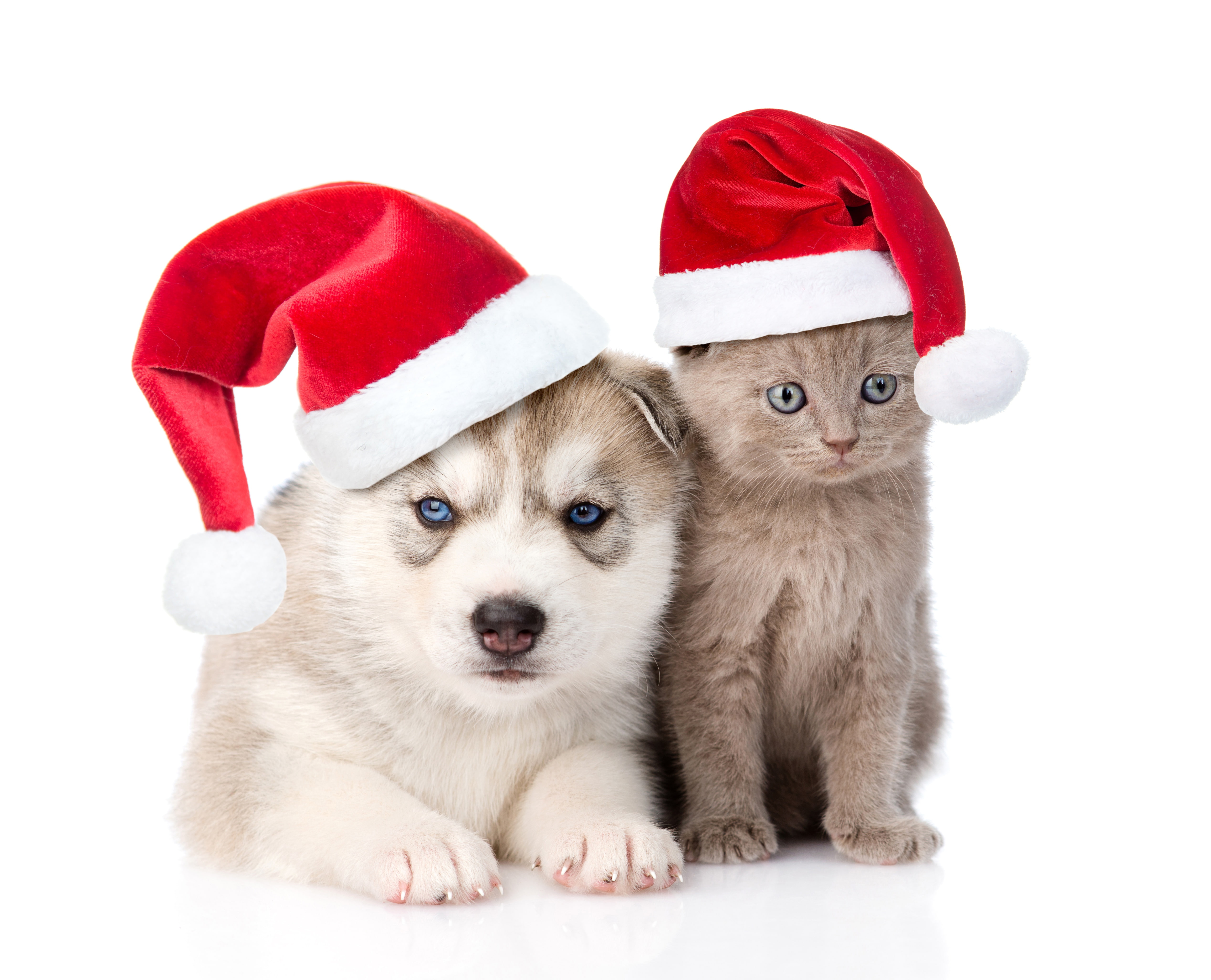 hat, animal themes, santa hat, celebration, young animal, friends, clothing, animal, red, kitty, small, Christmas, husky, New year, dog, innocence, haired, HD Wallpaper