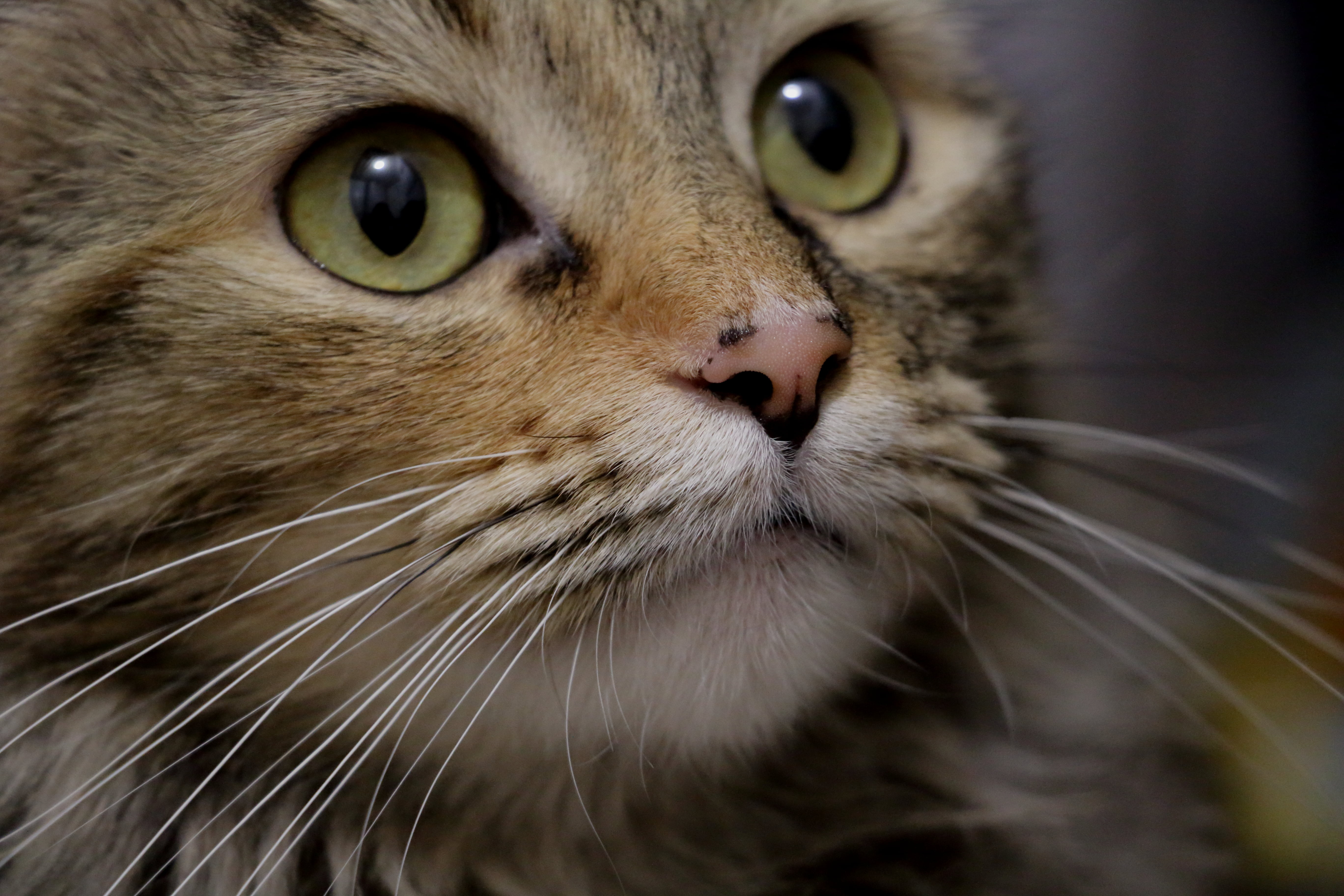 kitten, animal Eye, Chia, shallow, cat, lens, pets, brown, shallow focus, fur, Whiskers, focus, rescue, cute, mammal, 5K, animal, looking, kittens, domestic Cat, HD Wallpaper