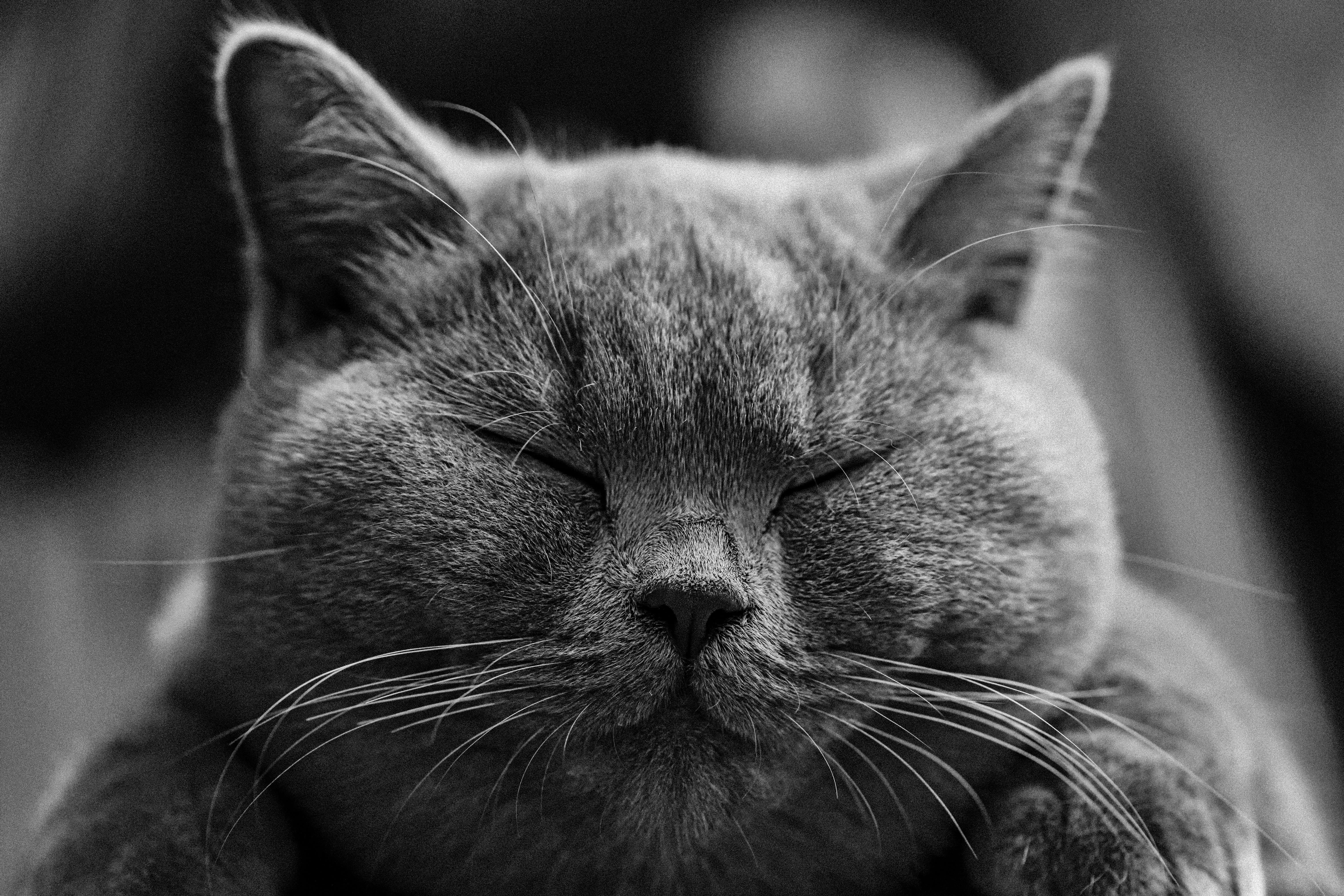 animal nose, indoors, british shorthair, animal mouth, selective, 5K, adidas, mammal, focus, head, close-up, grey, domestic animals, pets, vertebrate, HD Wallpaper