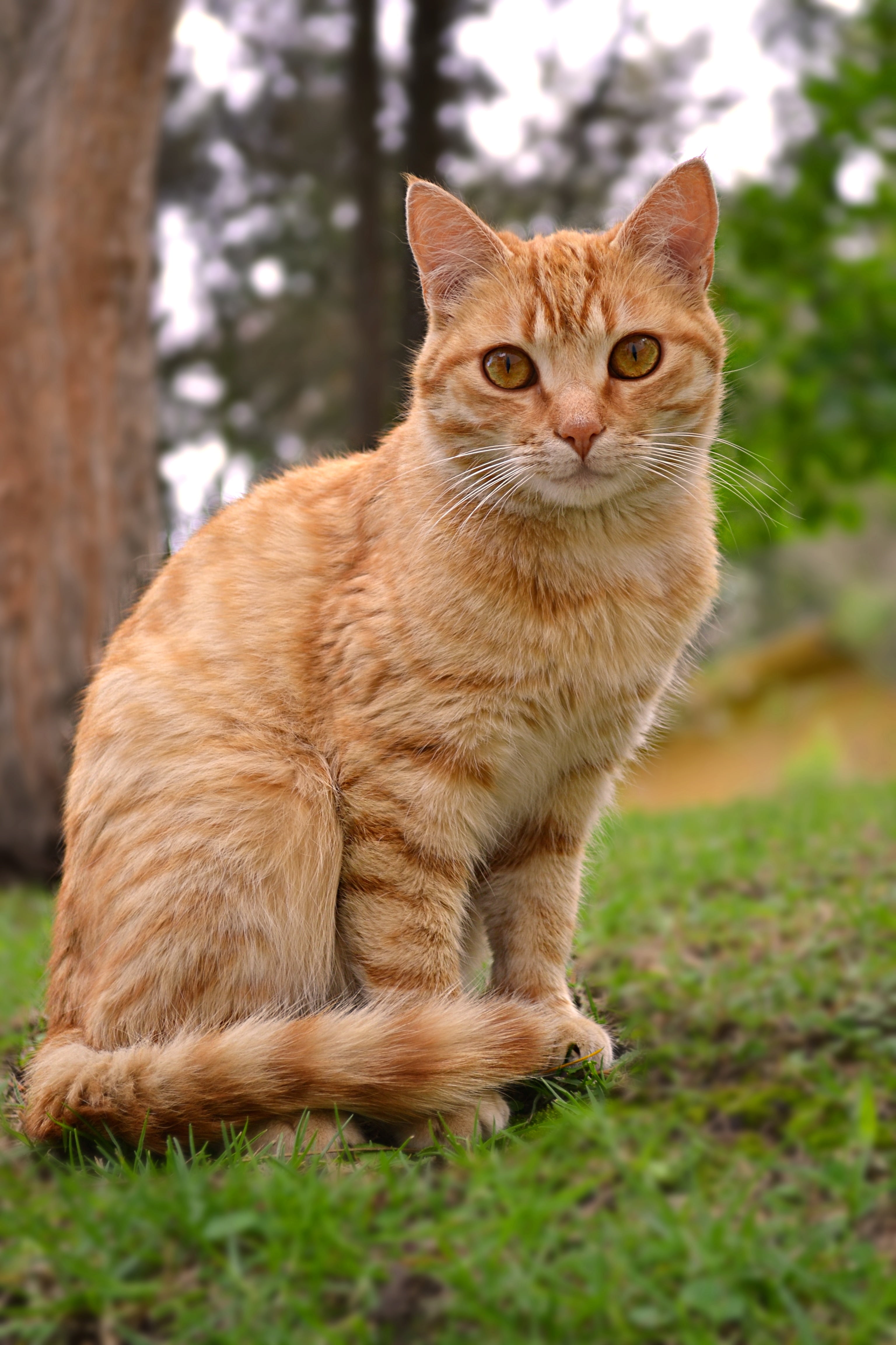 ginger, 4K, green, mammal, pet, cat, focus, animal, photo, selective, animal themes, plant, kitten, focus on foreground, field, nature, pets, vertebrate, Phone HD Wallpaper