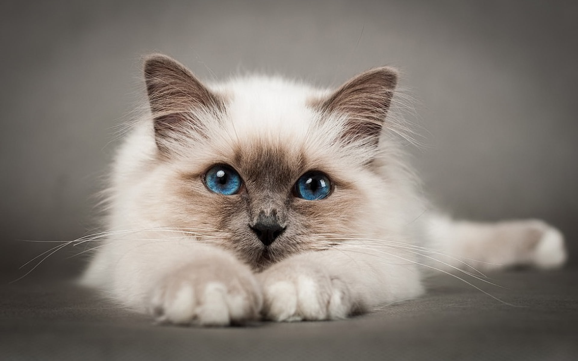 1080P, sweet, lovable, little, birman cat, birman, cat, HD Wallpaper