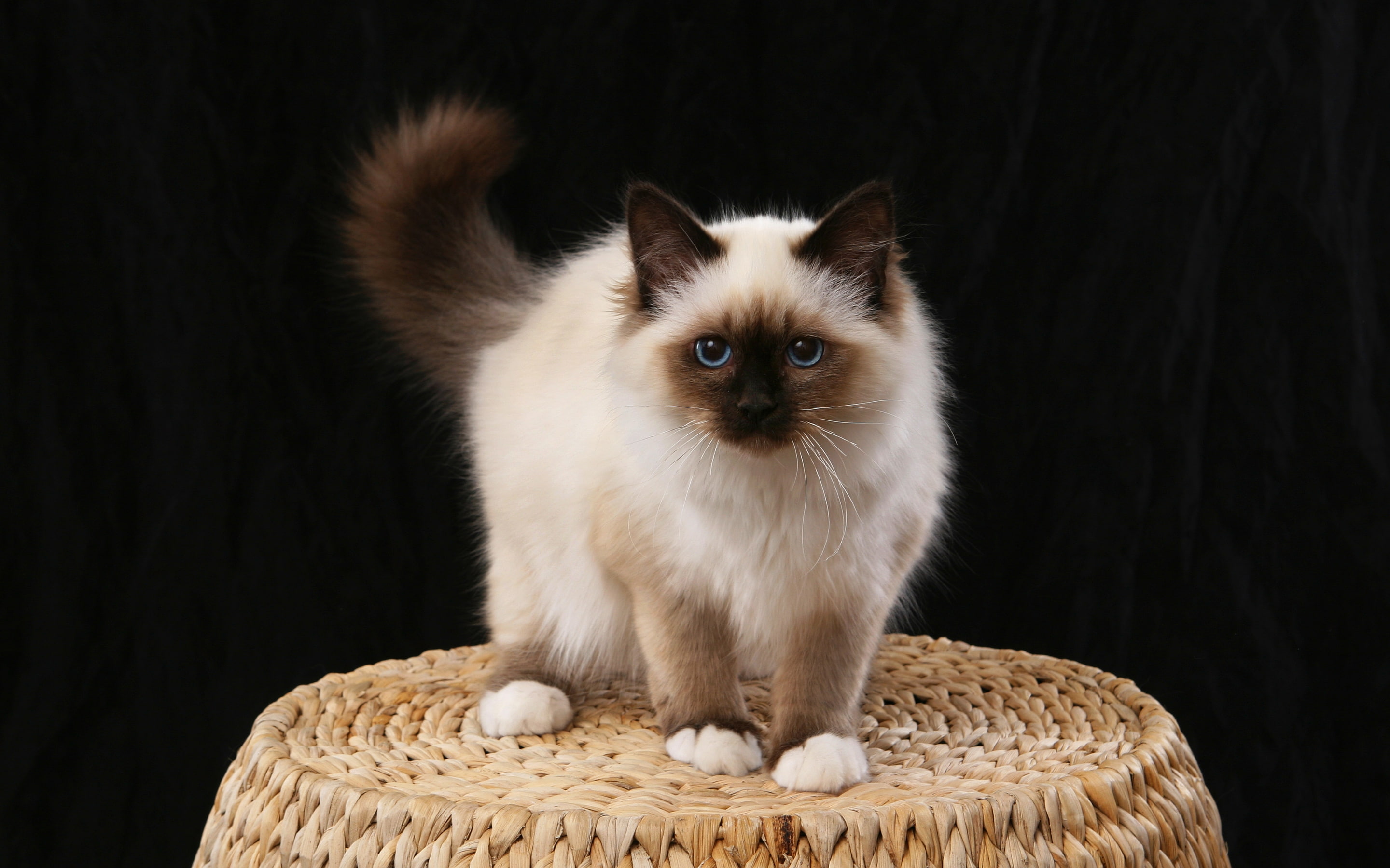 2K, birman cat, cat, fluffy, birman, little, tiny, HD Wallpaper