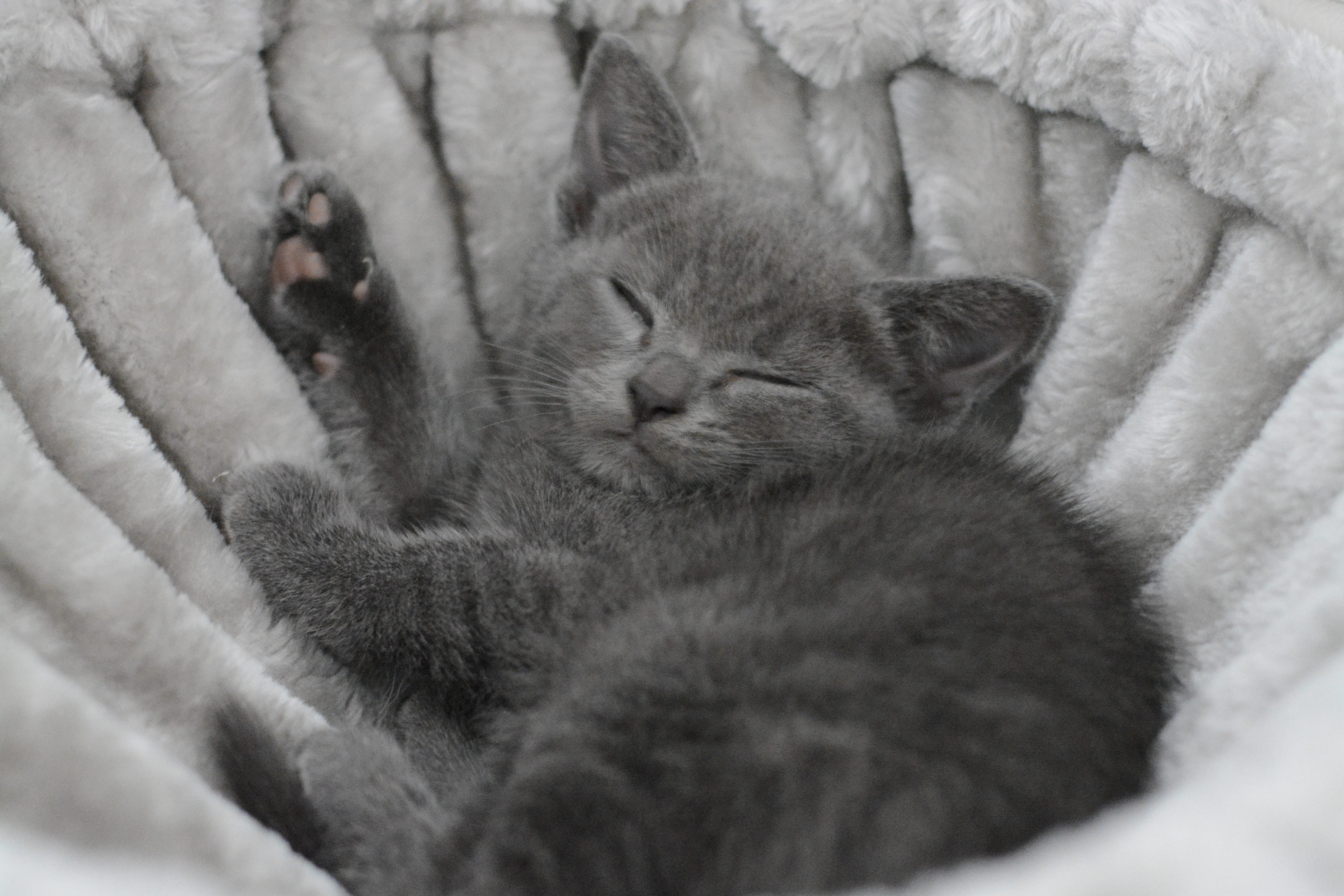 little cat, eyes closed, resting, kitten, domestic, cozy, portrait, sweet, animal, charming, 5K, softness, cat baby, cute, indoors, mieze, whisker, one animal, HD Wallpaper