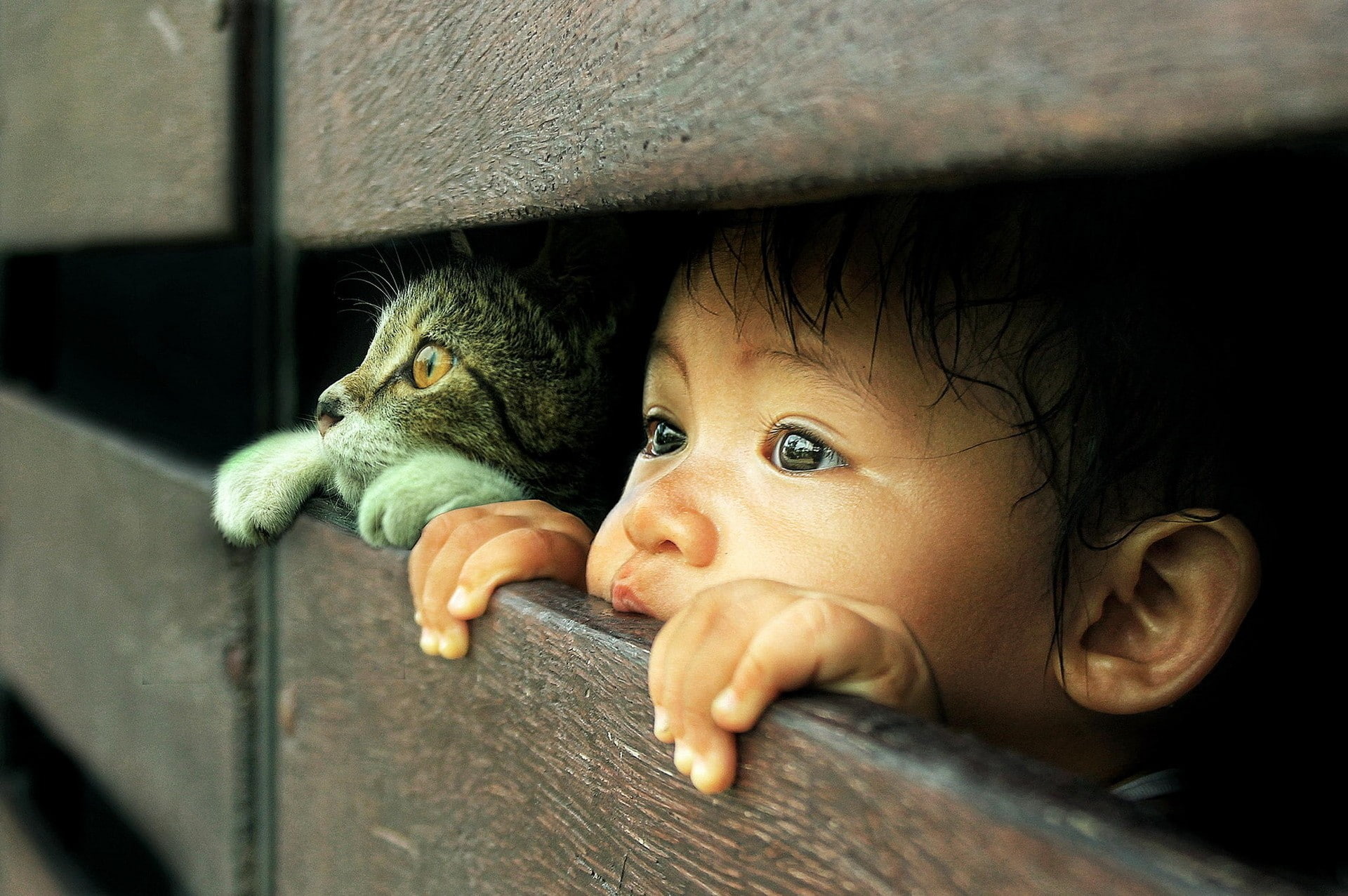 cat, little boy, Photoshop, 1080P, HD Wallpaper