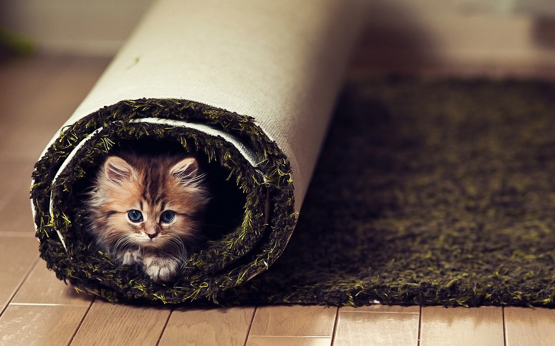 1080P, Naughty, Cat, Little, Cute, HD Wallpaper