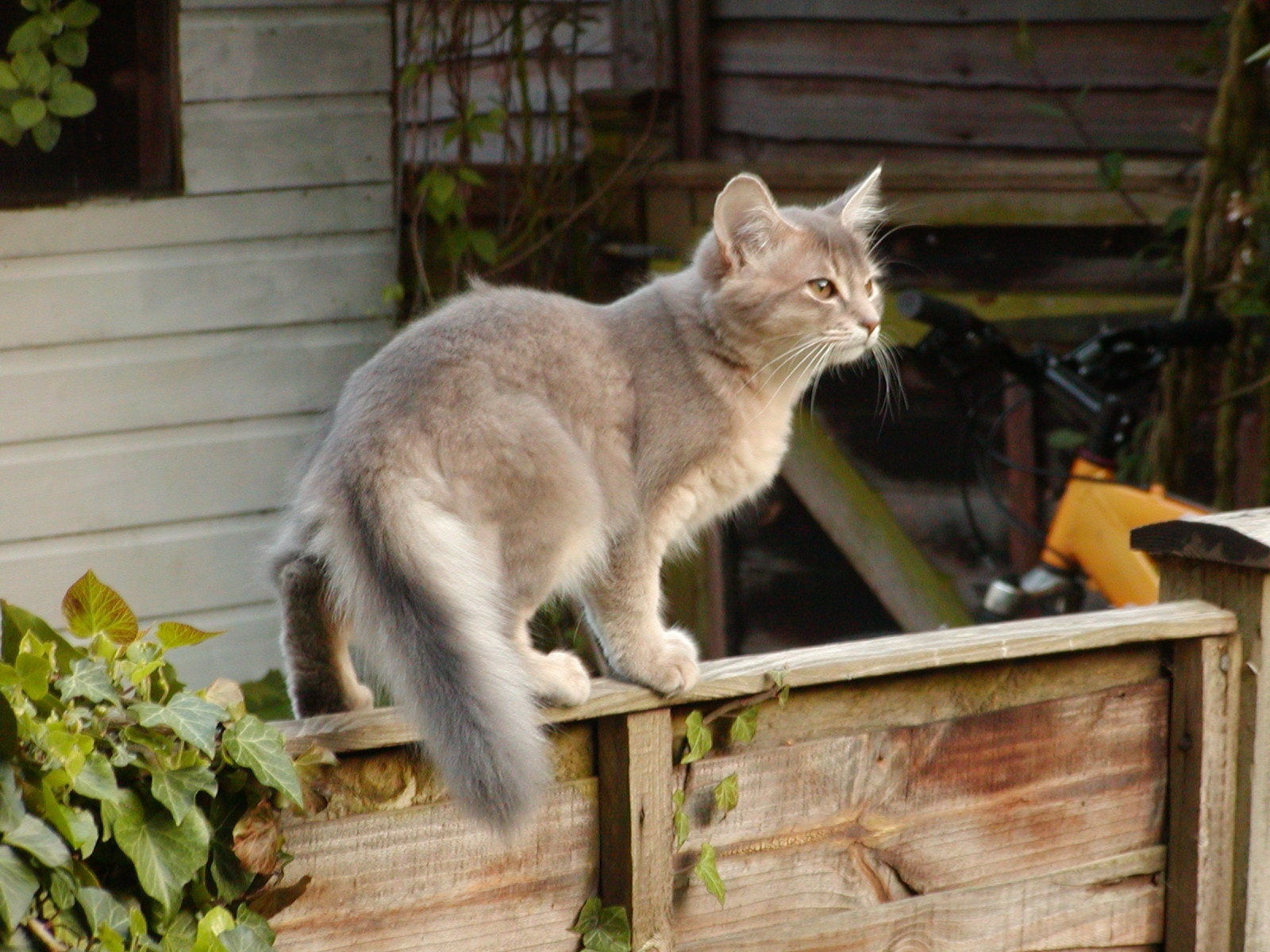 beautiful, somali, little, 720P, kitten, somali cat, HD Wallpaper