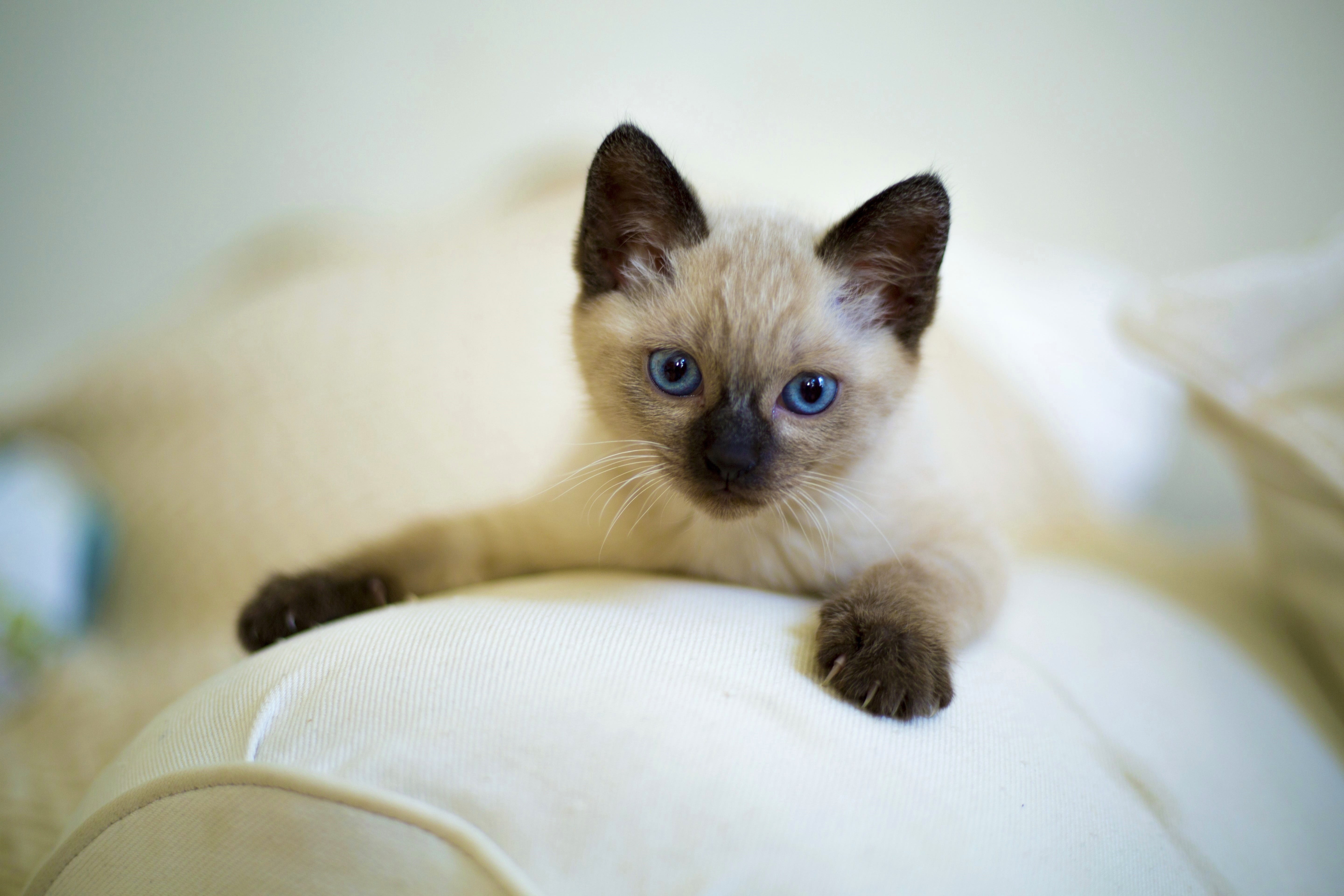 mammals, one animal, domestic animals, young animal, animal head, cute, cat, no people, looking at camera, domestic, whisker, pets, gray, kitten, domestic cat, HD Wallpaper