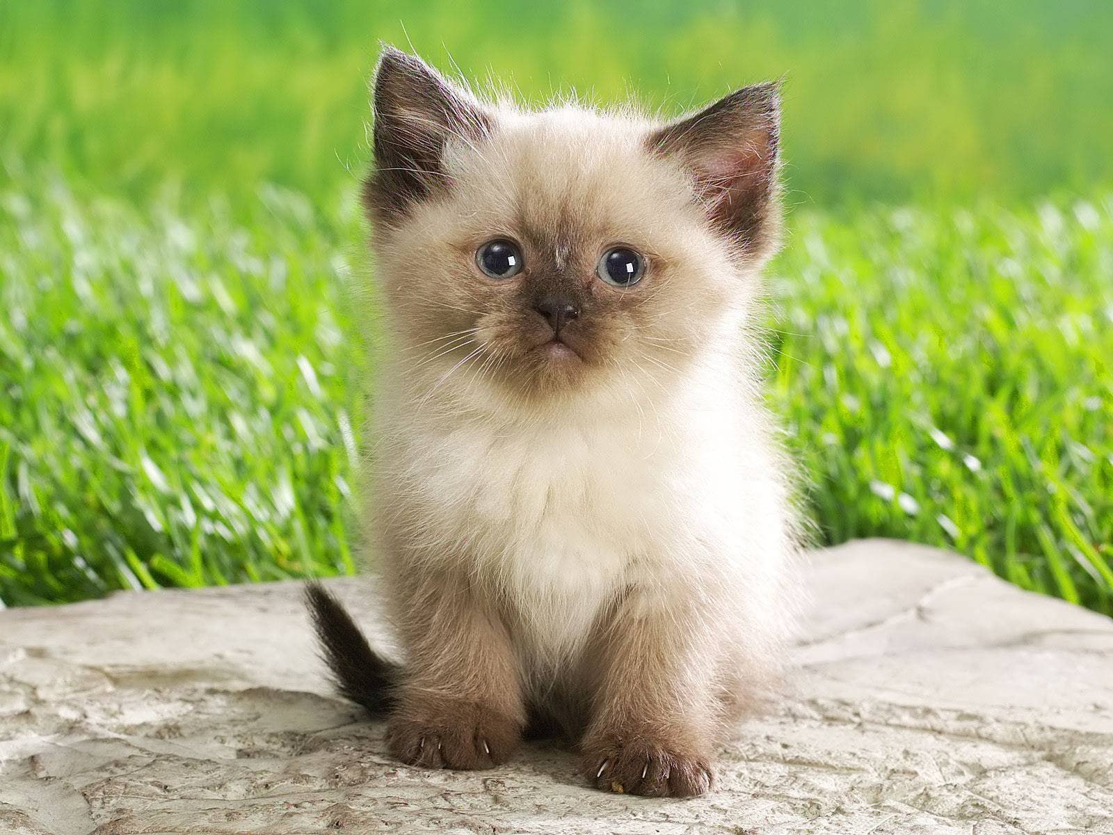 720P, kitty, small, adorable, little, persian, persian cat, cute, HD Wallpaper