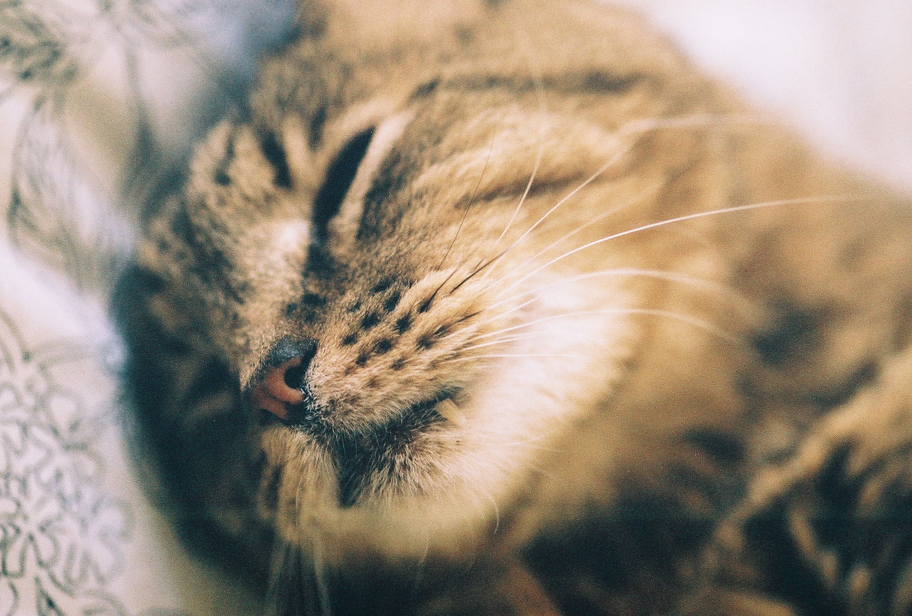 rufus, tabby cat, slr, portraits, kitty, analog, 105mm, cute, cat, little dog laughed, sleeping, shot, sigma, Kodak, foofoo, sleep, feline, film, 35mm, HD Wallpaper
