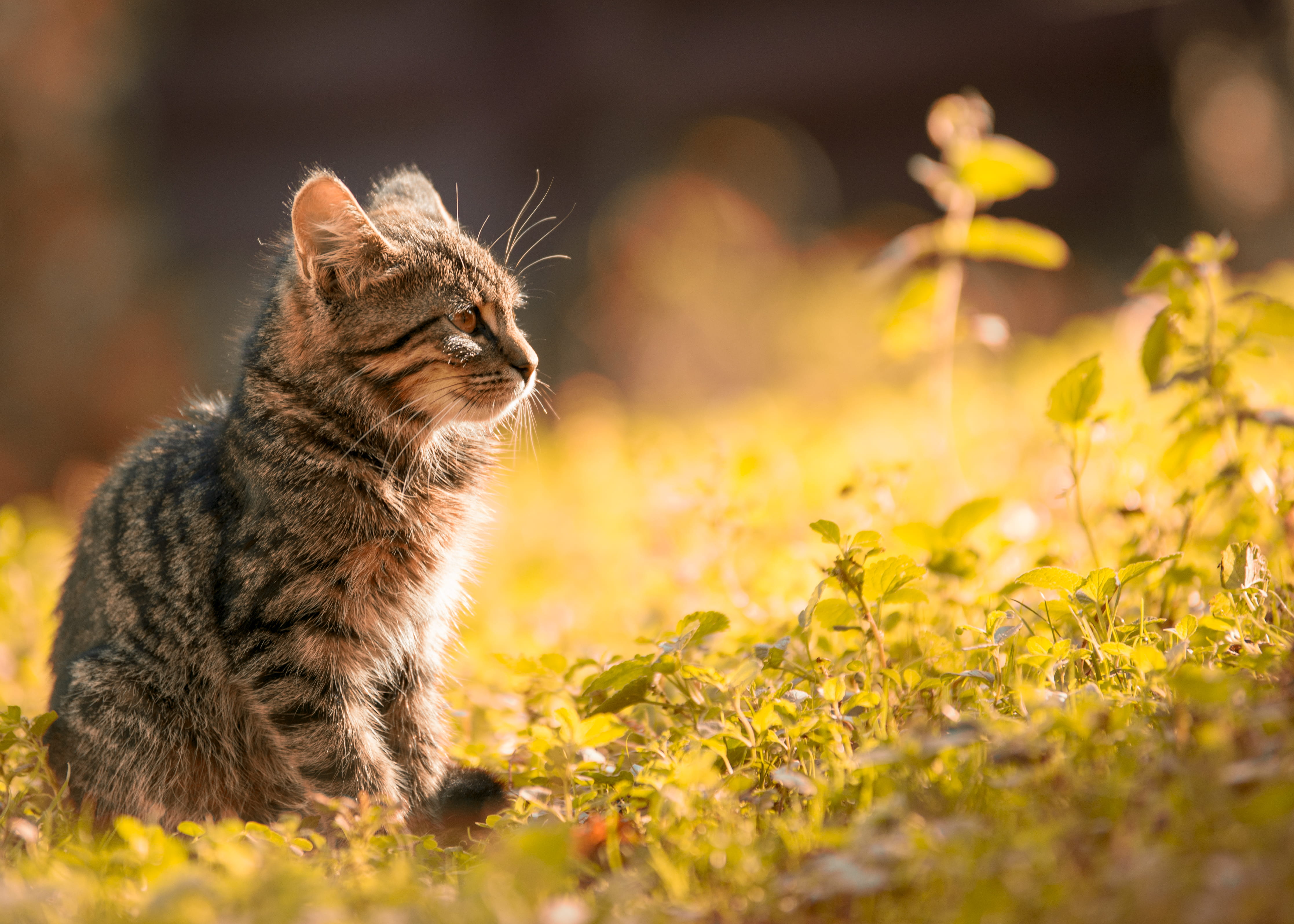one animal, vertebrate, domestic cat, pets, animal themes, domestic, nature, little cat, sit, sitting, outdoors, whisker, portrait, tabby, plant, looking, HD Wallpaper