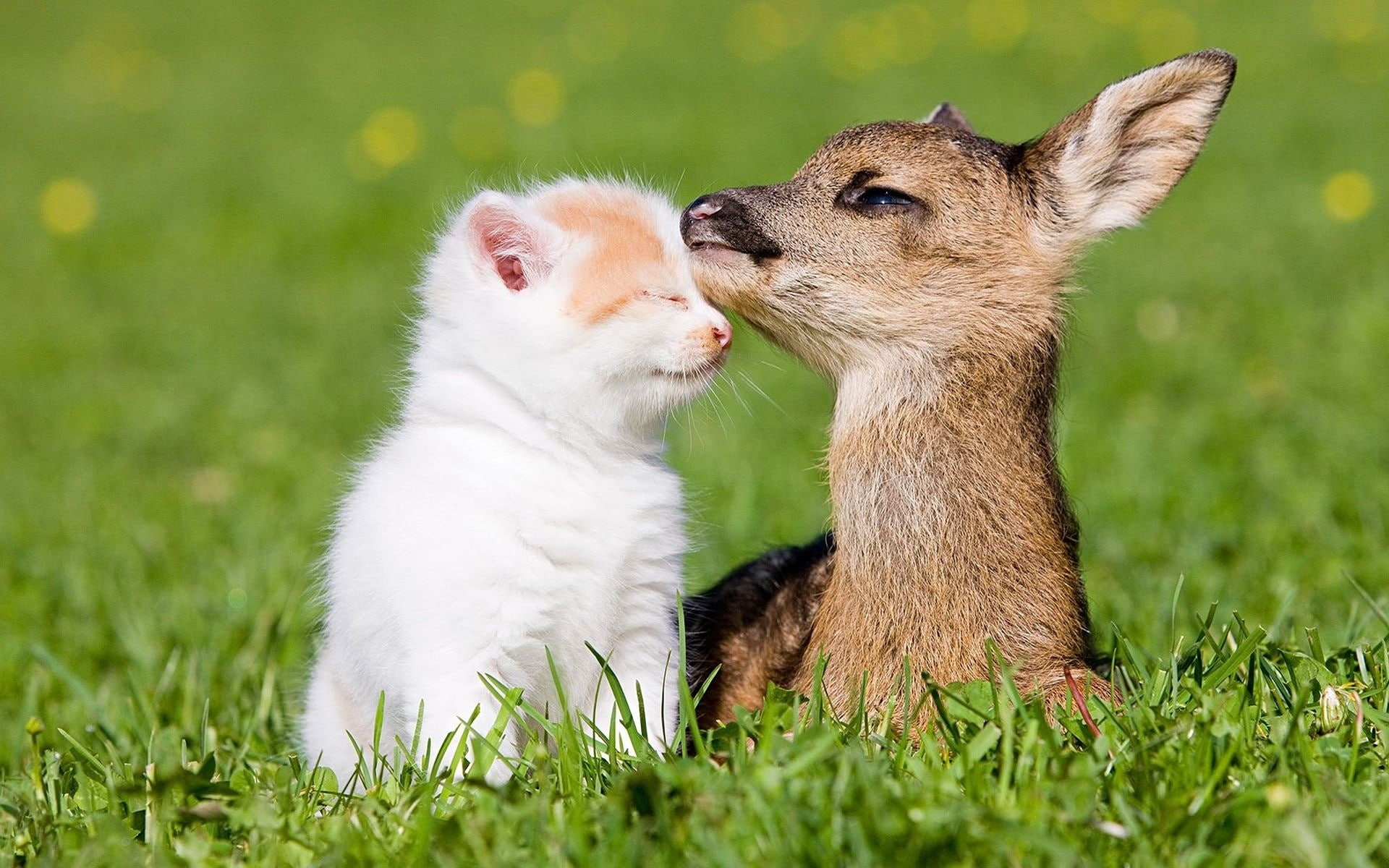 Friendship, 1080P, fur, Little, brown, long, white, s, Deer, cat, Kitten, HD Wallpaper
