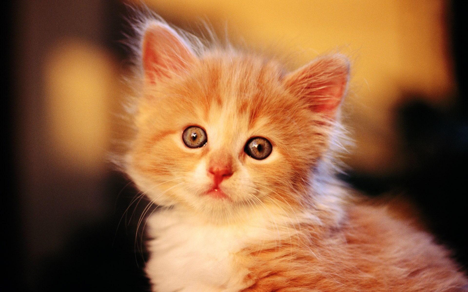 1080P, Orange, little, Cute, Cat, HD Wallpaper