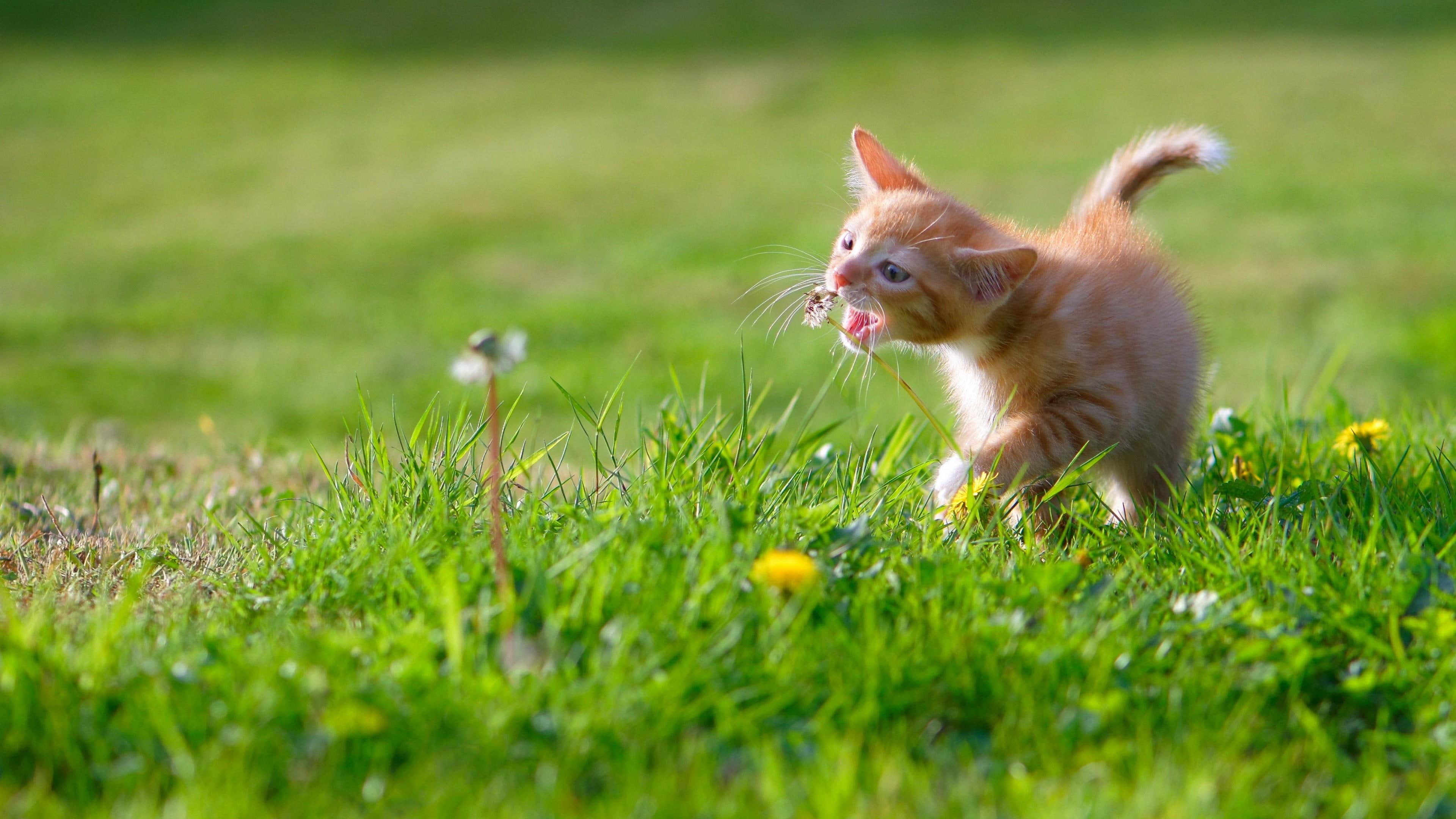 cat, kitten, grassland, wildlife, grass, kitty, 4K, cute, HD Wallpaper