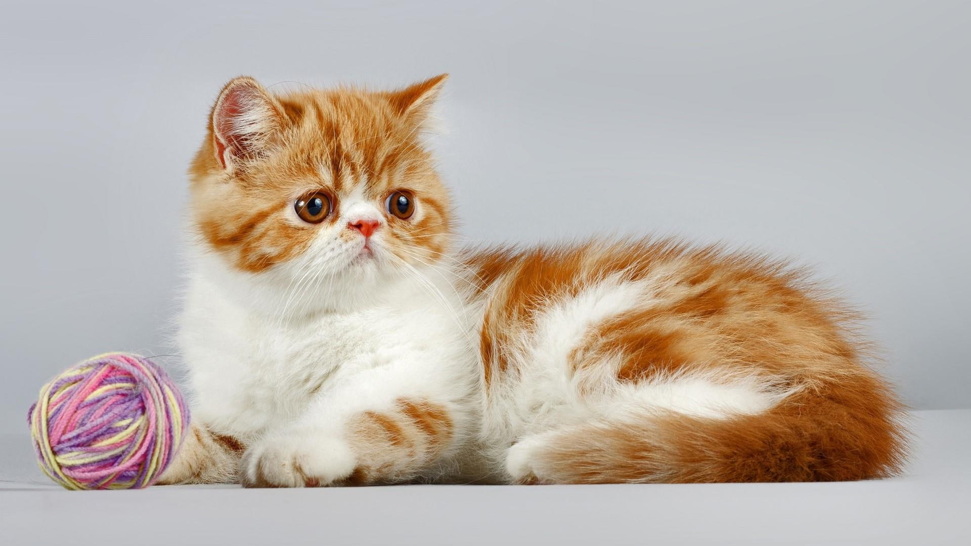 kitten, cute, cat, kitty, 1080P, clew, HD Wallpaper