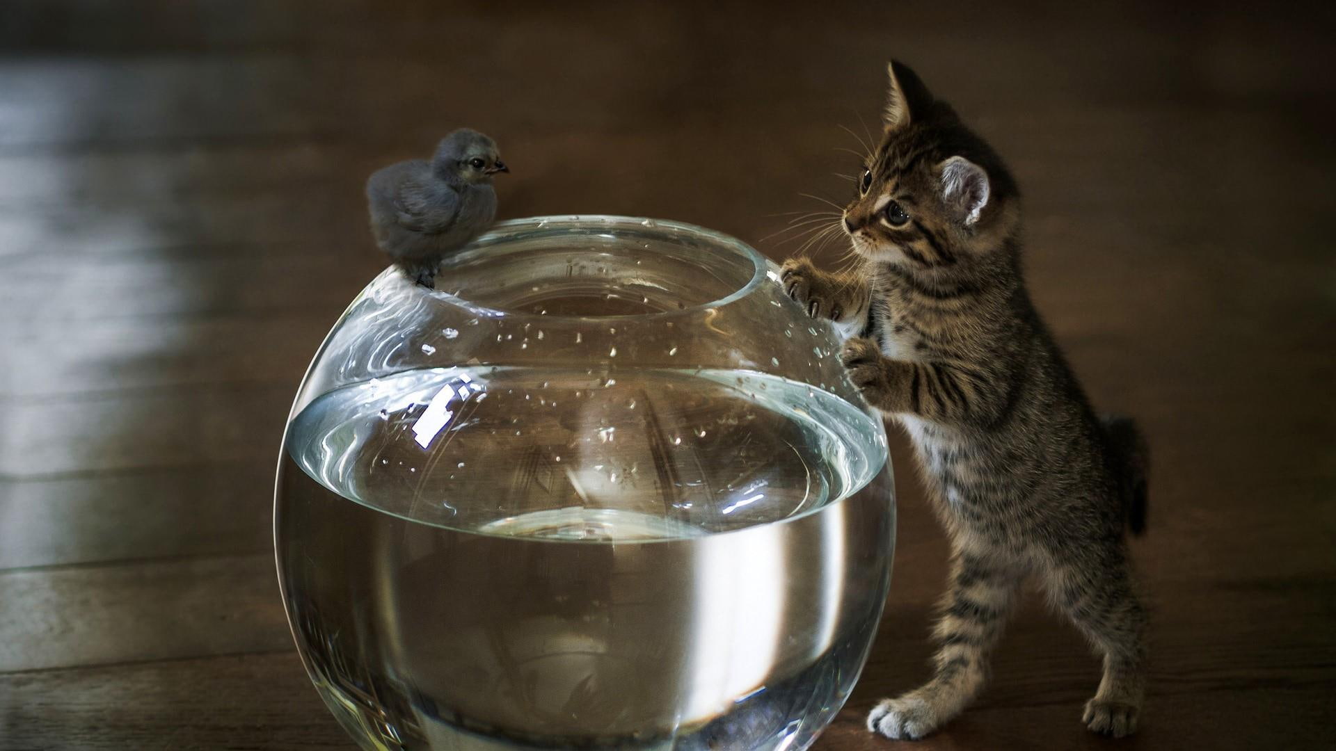 animals, baby bird, catling, cute, cat, 1080P, HD Wallpaper
