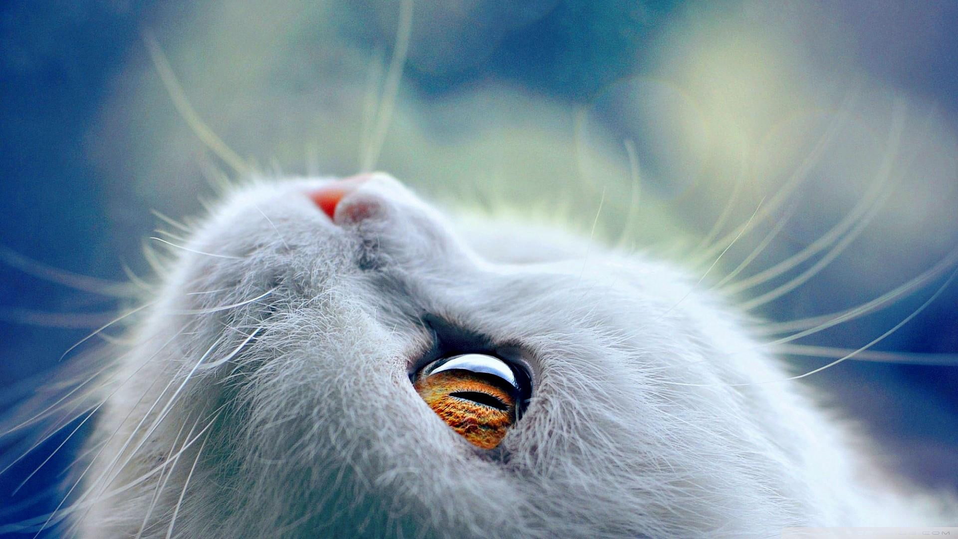 cat, catling, animals, eye, cute, 1080P, HD Wallpaper