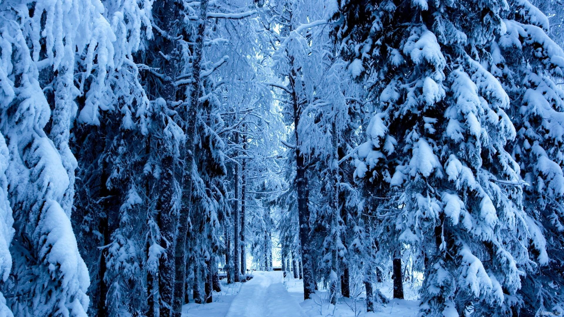 ca, iarna, 3d and abstract, o, winter, poveste, povesti, trees, 1080P, HD Wallpaper