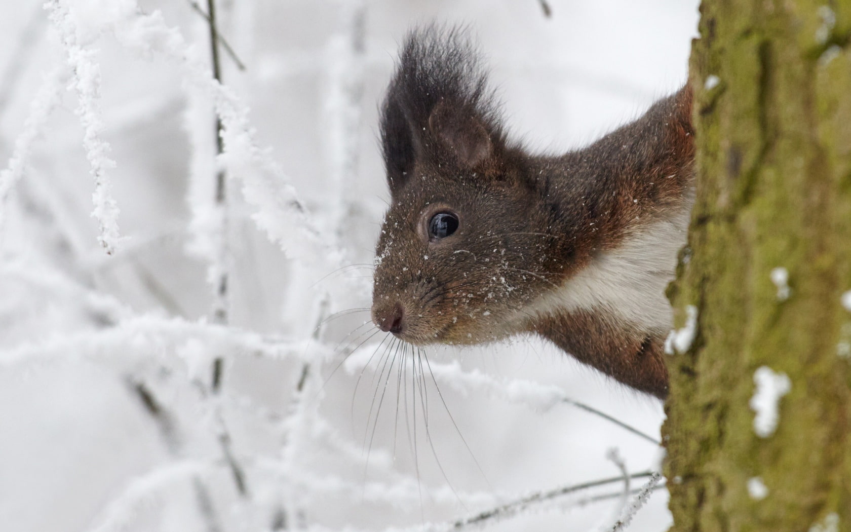 mammal, Squirrel, day, white, white color, animal wildlife, tree, one animal, winter, focus on foreground, snow, whisker, animals in the wild, 720P, close-up, HD Wallpaper