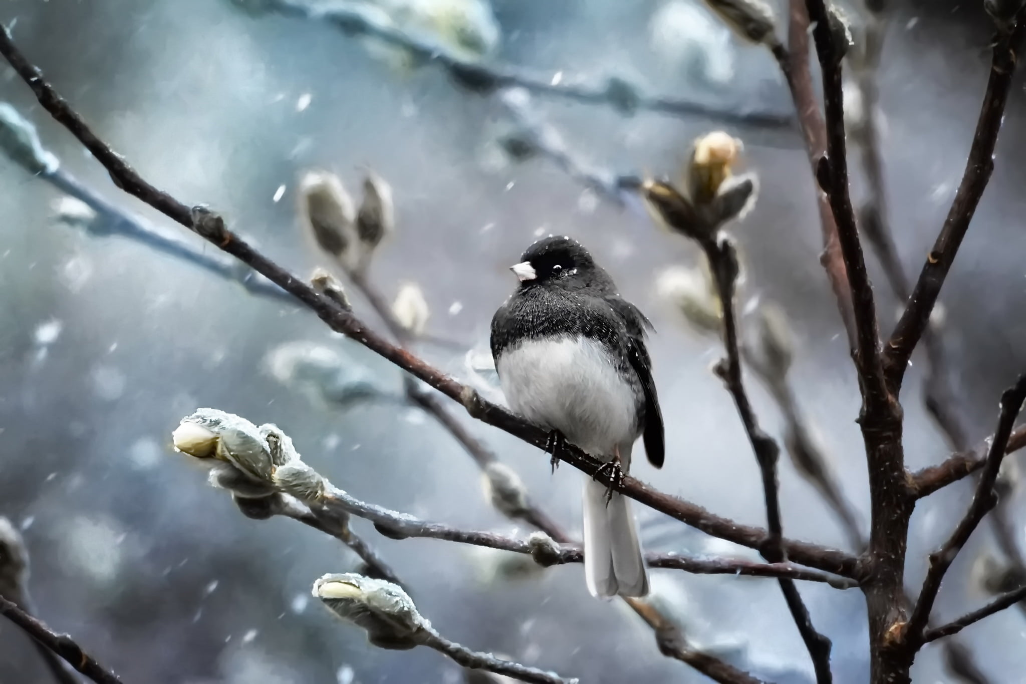 iarna, plant, beauty in nature, outdoors, winter, animal, vertebrate, day, snowing, pasari, animal themes, black, low angle view, no people, cold temperature, HD Wallpaper