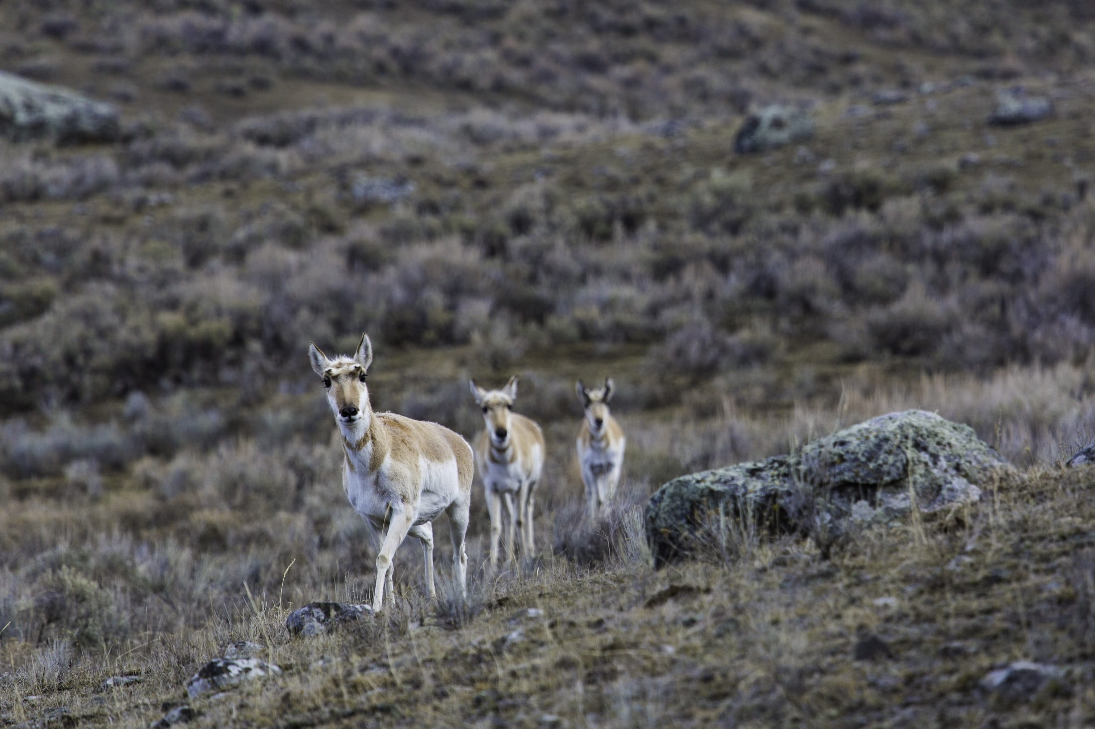 looking, portrait, national Park, no people, antlers, montana, animals In The Wild, environment, plant, two animals, 1080P, animal themes, animal, animals And Pets, HD Wallpaper