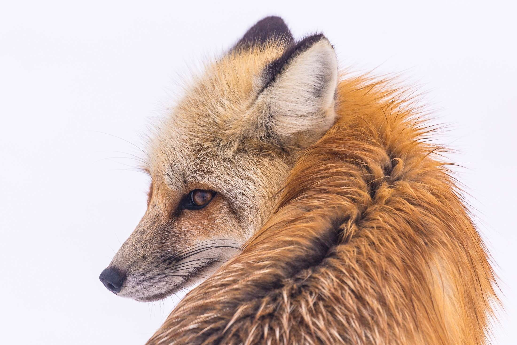 wildlife, white background, vulpes vulpes, studio shot, no people, pets, hunter, montana, profile view, wild, furry, nature, hair, animal, brown, domestic, HD Wallpaper