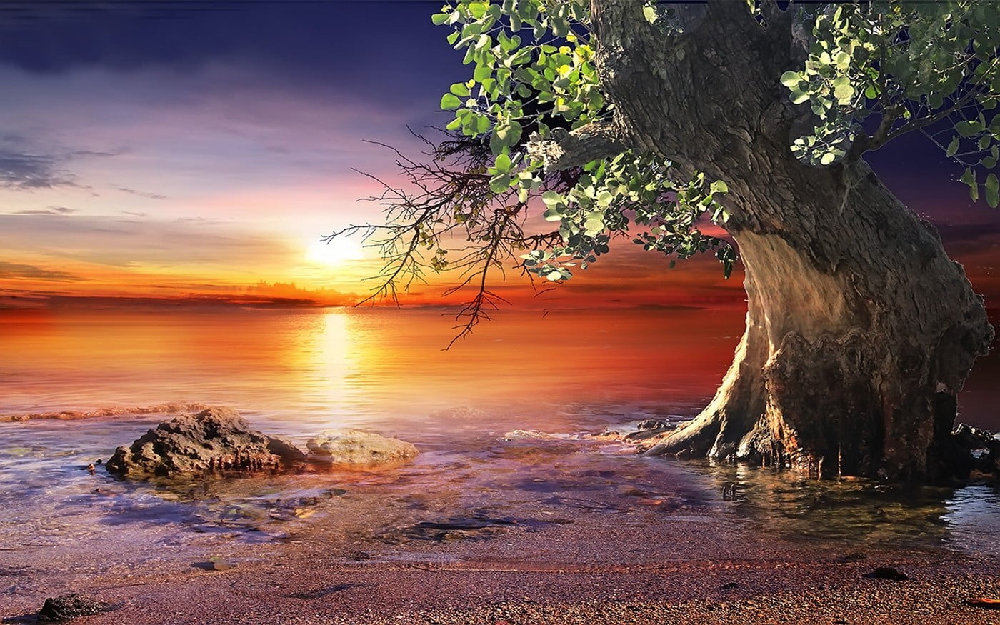 sun, horizon over water, beauty in nature, plant, outdoors, tree, trunk, water, colorful, landscape, sunlight, sunset, sea, seashore, orange color, land, HD Wallpaper
