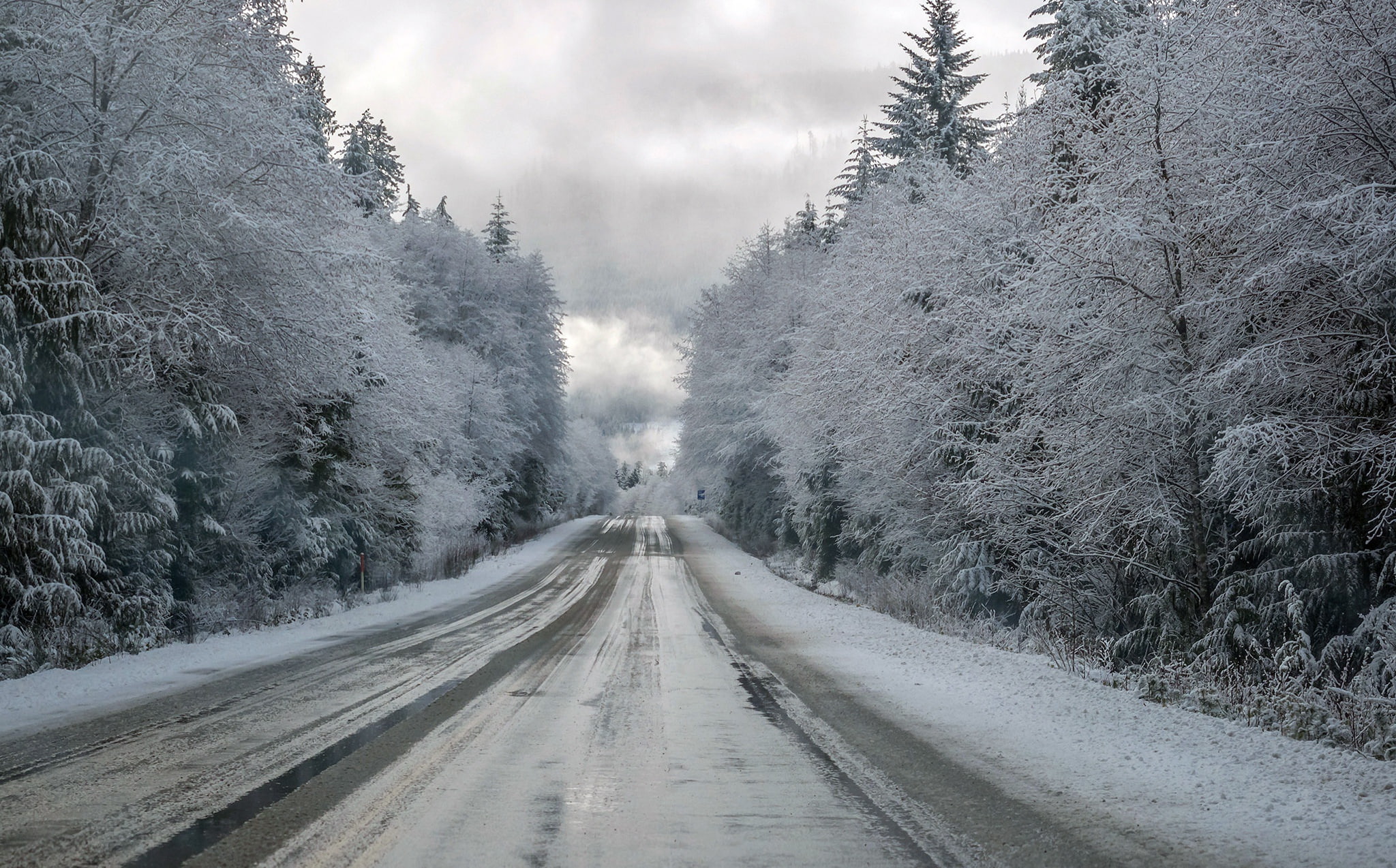 treelined, the way forward, ice, non-urban scene, direction, pine tree, vanishing point, day, plant, trees, snowing, forest, 1080P, cold temperature, transportation, HD Wallpaper