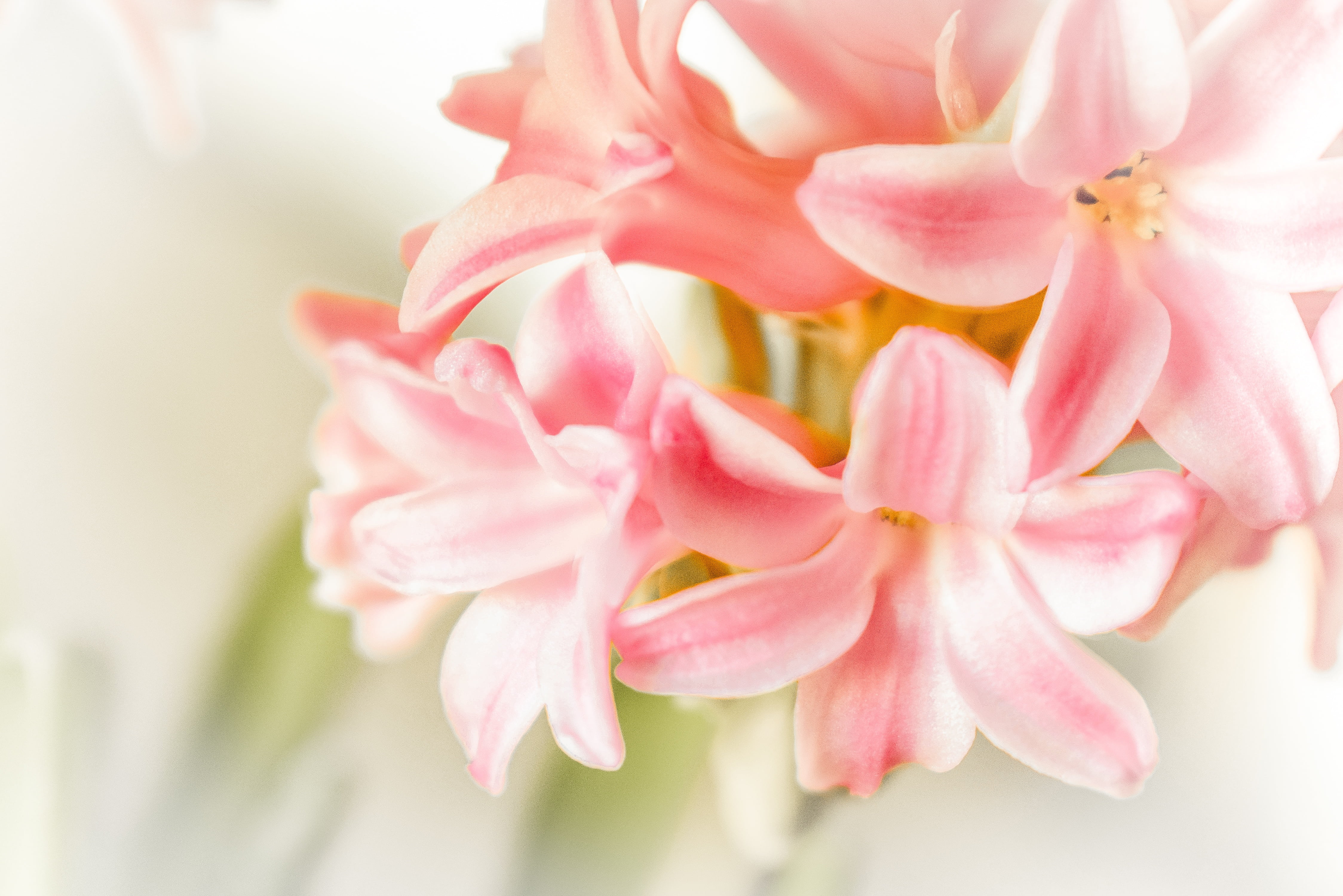 close-up, plant, white, inflorescence, no people, bunch of flowers, flowers, nature, outdoors, fragility, beauty, flower head, petal, beauty in nature, HD Wallpaper