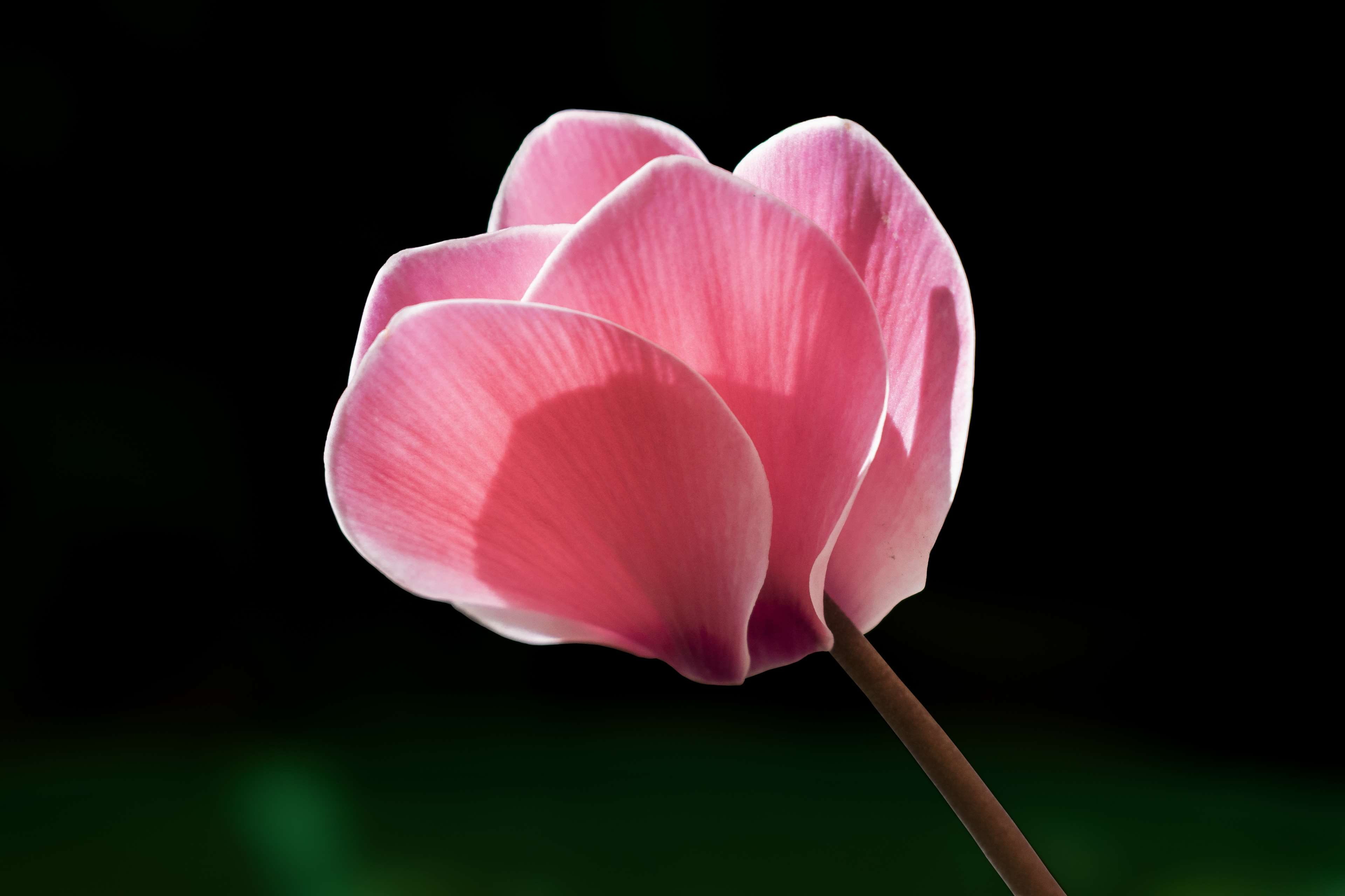 tulip, garden, outdoors, black background, growth, beauty in nature, inflorescence, flower, winter, petal, background, close-up, patio, flowers, vulnerability, HD Wallpaper