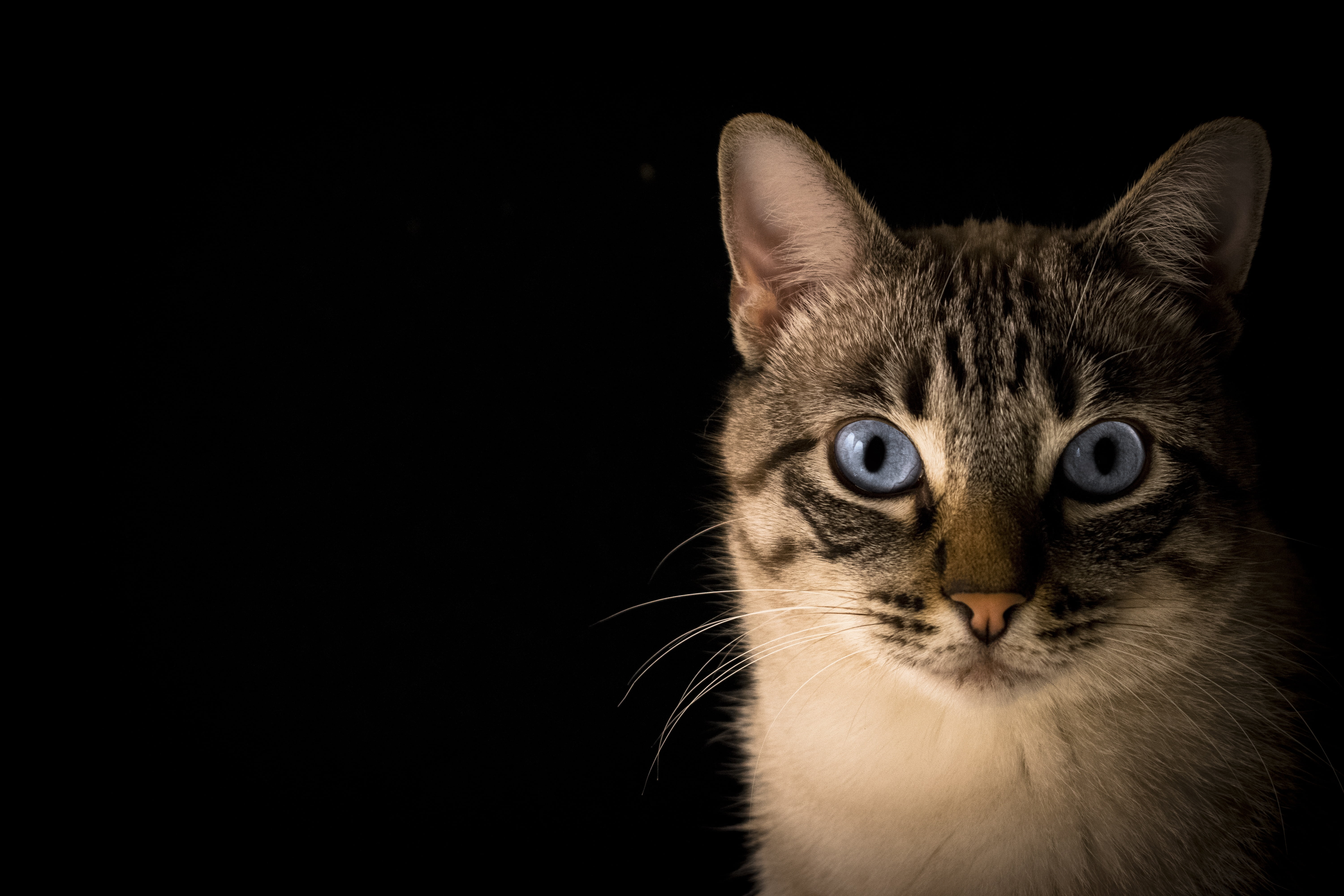 pets, animal eye, domestic animals, pet, looking at camera, tabby, cat face, studio shot, closeup, portrait, indoors, kitten, animal head, cat, silver, HD Wallpaper