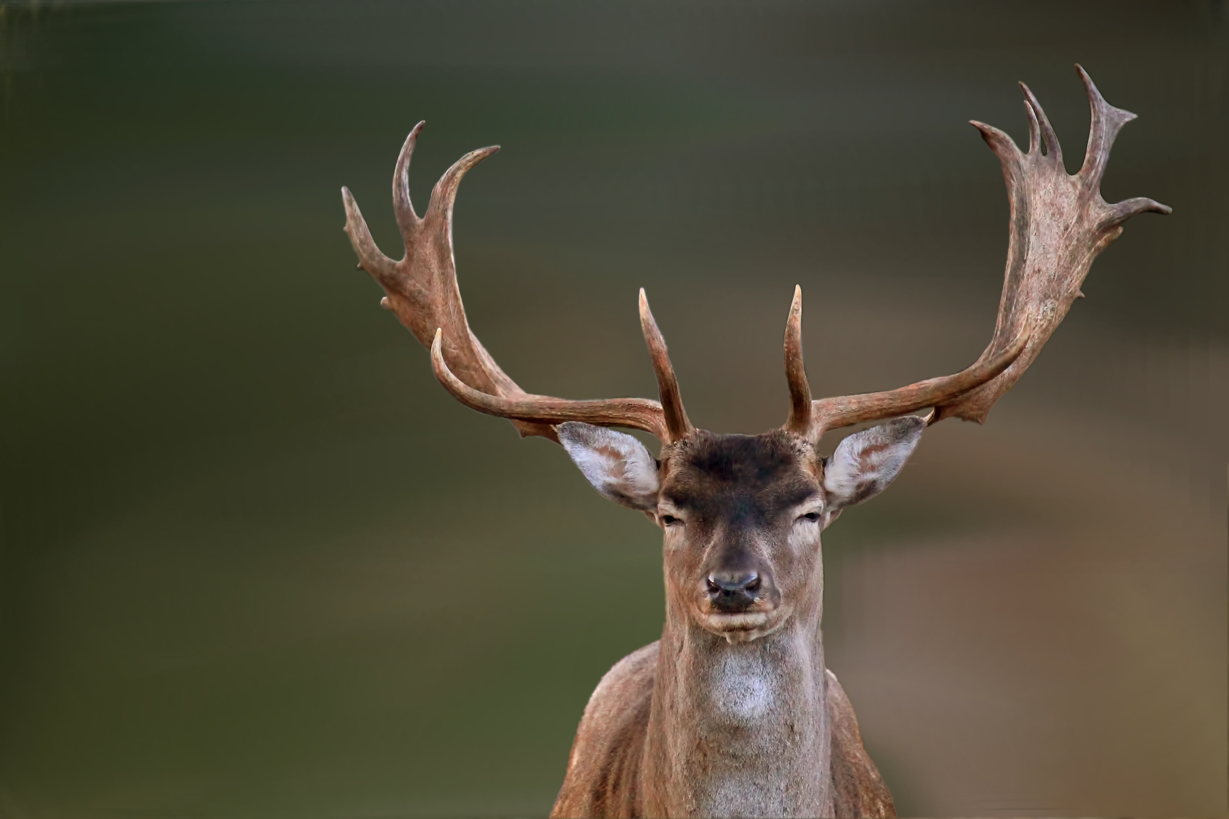 vertebrate, close-up, animal wildlife, mammal, antler, stag, 4K, fallow deer, animal themes, male, photo, looking at camera, portrait, animals in the wild, HD Wallpaper