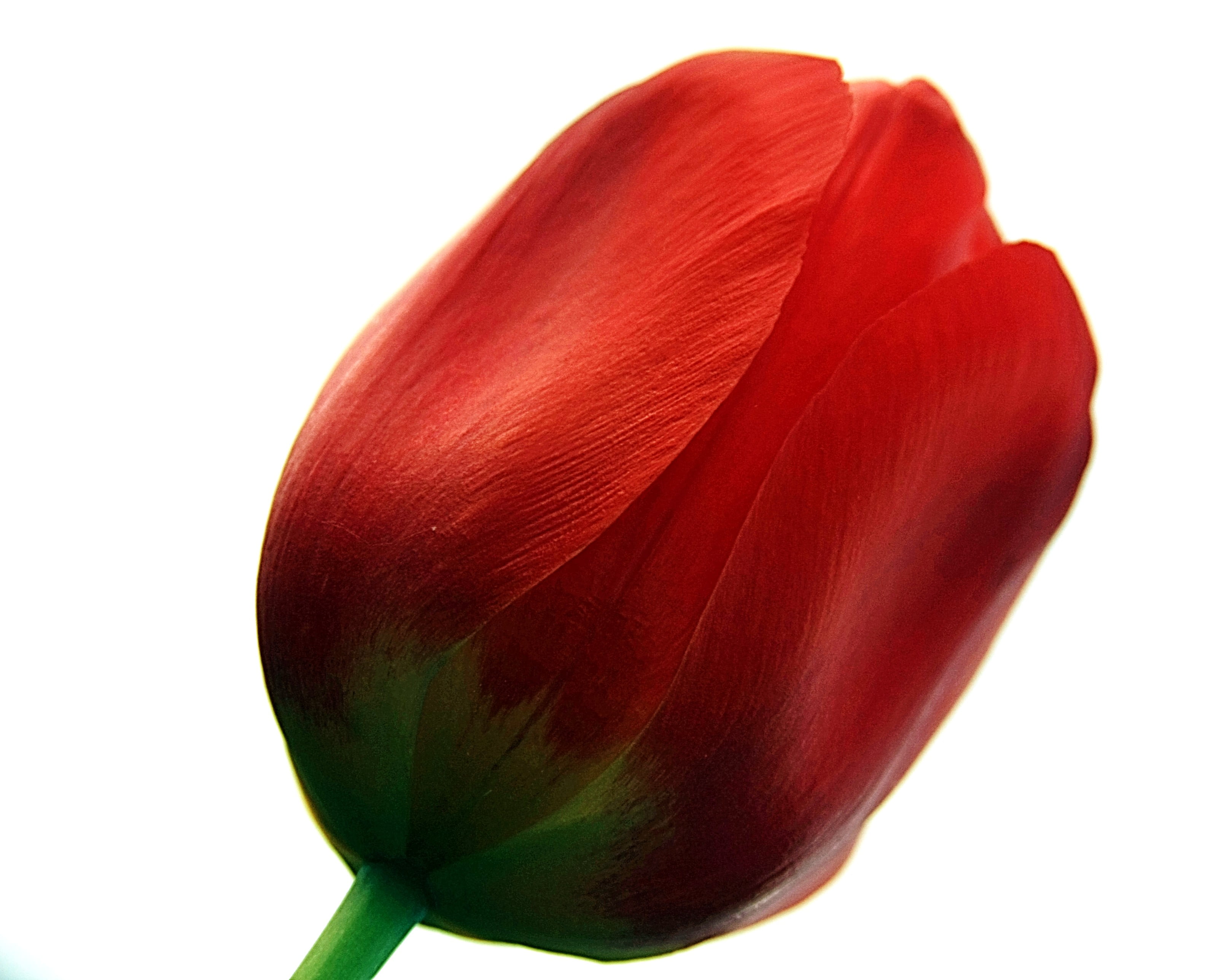 red rose, rose, petal, flower Head, close-up, People, isolated, nature, red, Blossom, back, shot, 2K, plant, Awesome, tulip, looking at me, flower, past, HD Wallpaper