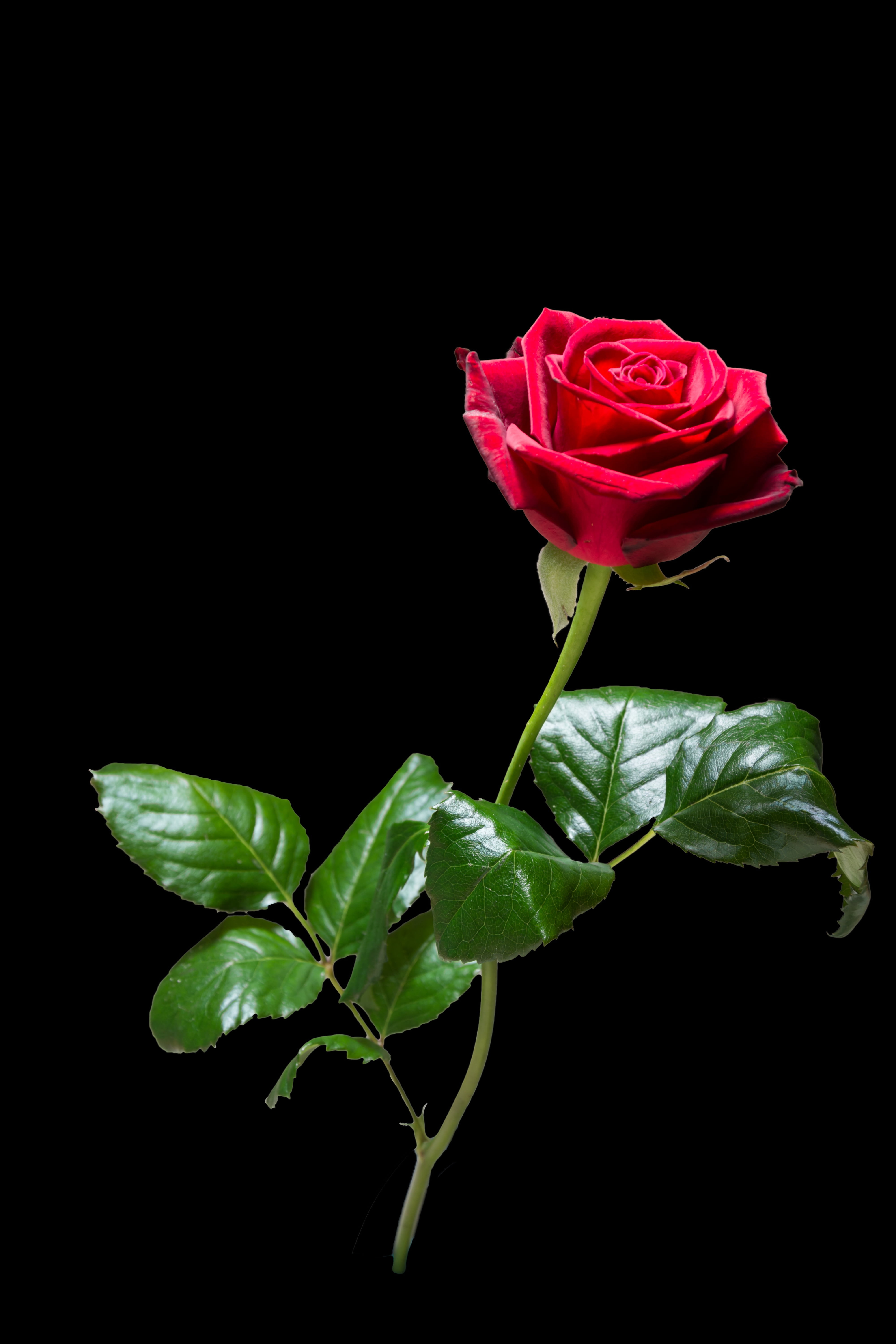 beauty in nature, rose bloom, summer, freshness, close-up, 5K, garden, red, plant, black background, petals, flower, flower head, romantic, rose breeding, Phone HD Wallpaper