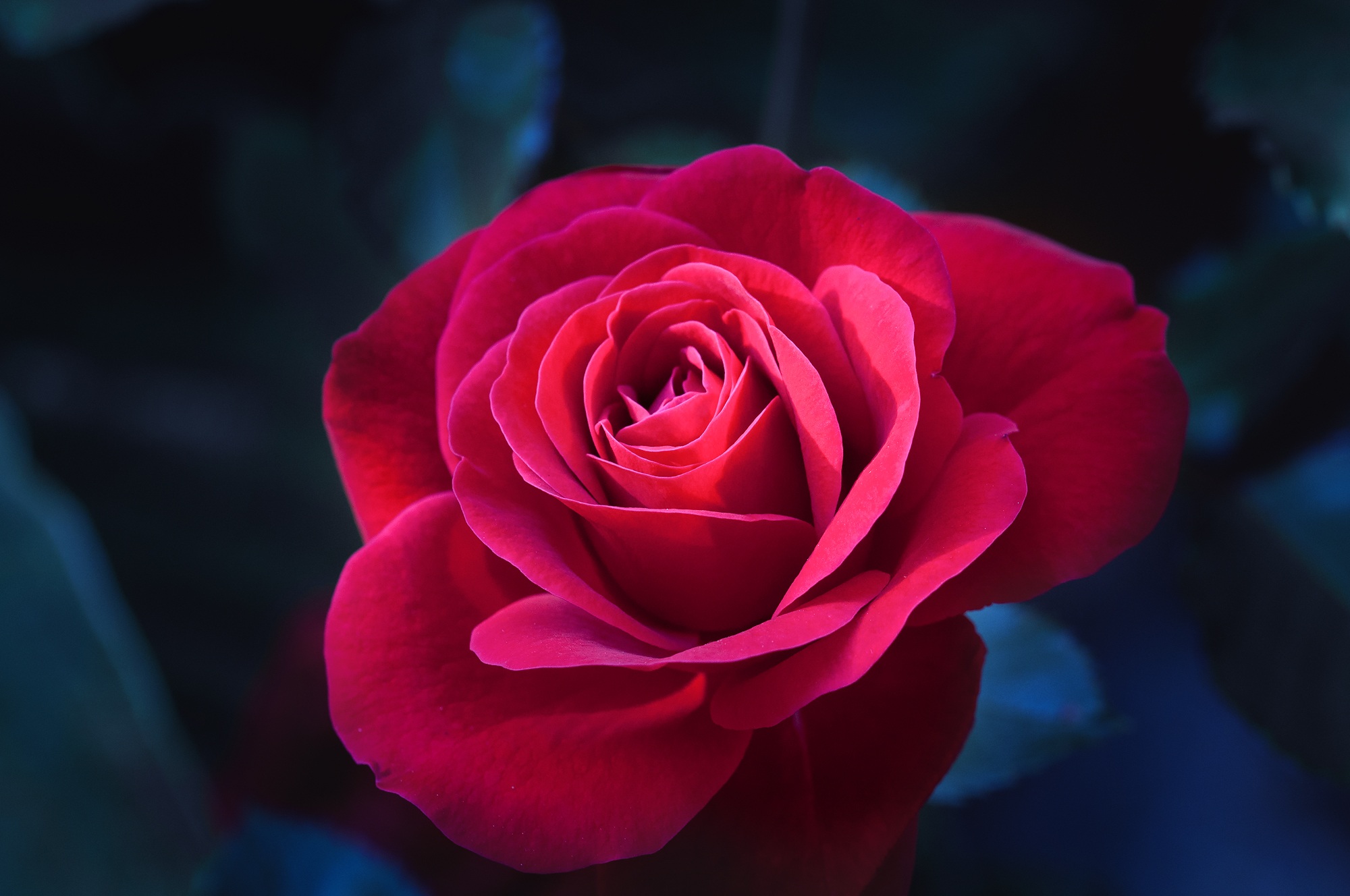 focus on foreground, photo, bloom, love, 1080P, petal, garden, flower head, closeup, close, close-up, rose, fragility, rose blooms, romantic, red rose, HD Wallpaper