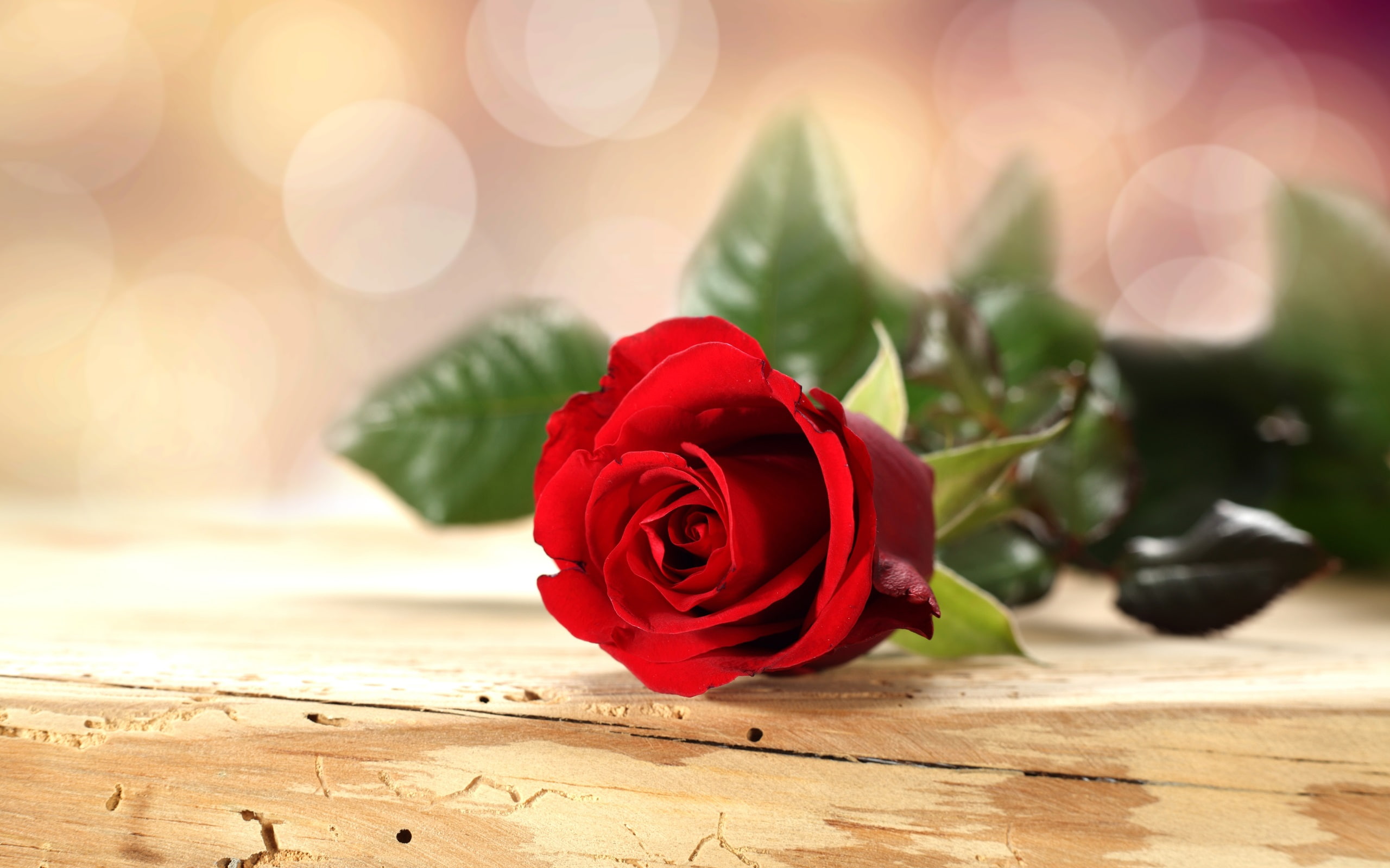 2K, Table, Wooden, Bokeh, Flower, Red, Rose, HD Wallpaper