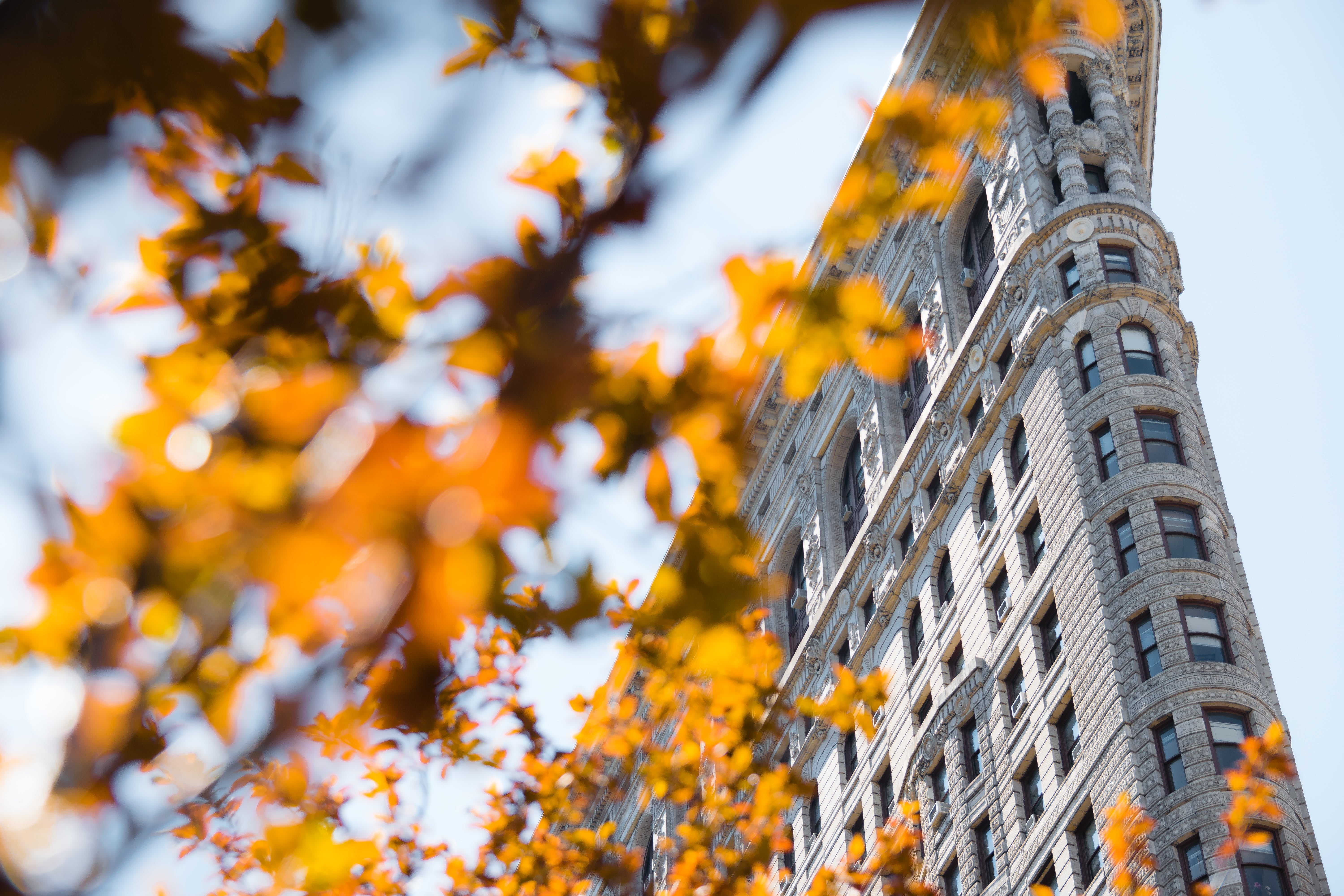 autumn collection, built structure, beauty in nature, plant, 5K, belief, low angle view, yellow, Flatiron Building , New York City, orange color, outdoors, HD Wallpaper