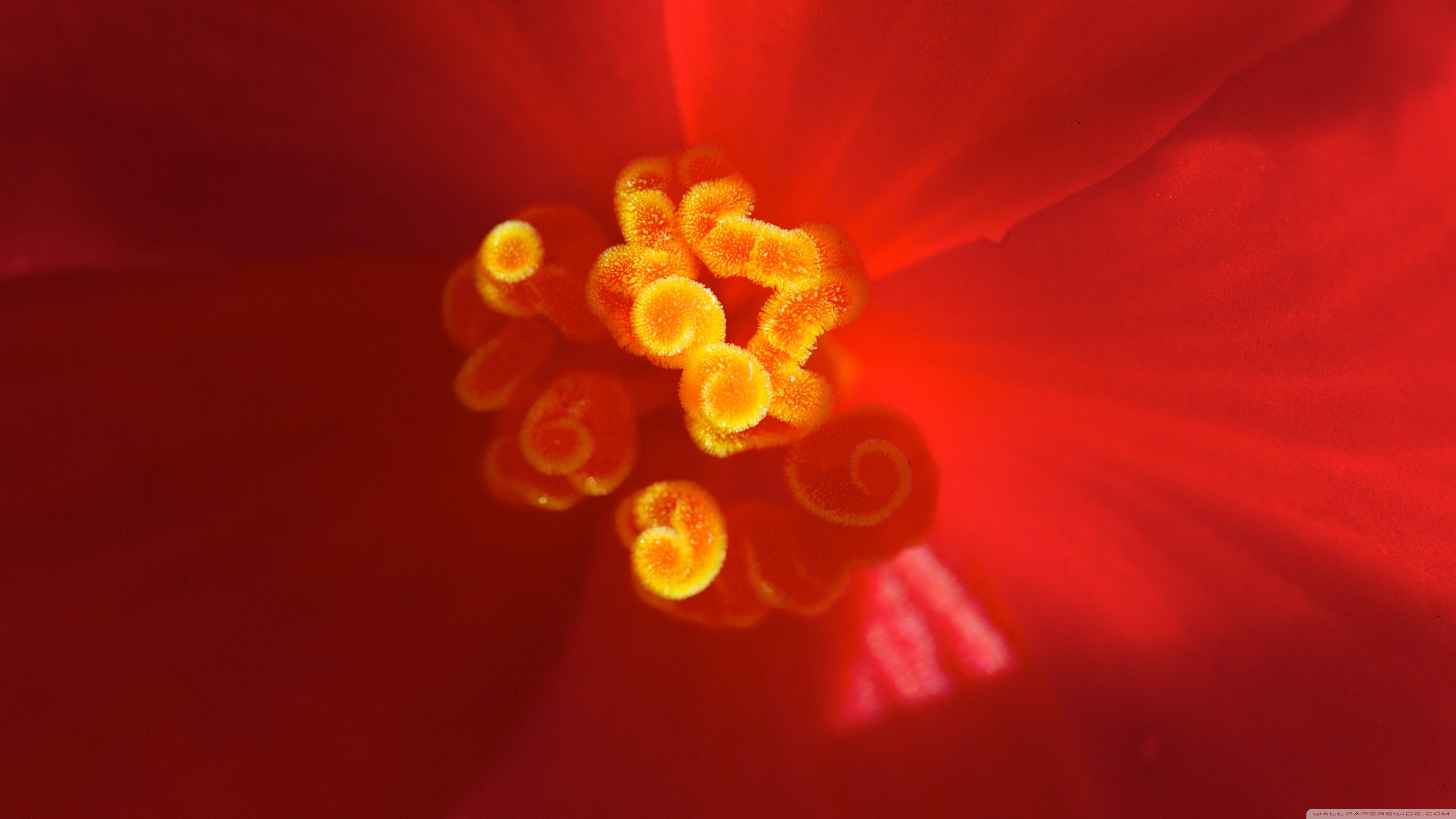 plant, celebration, festival, citrus fruit, flower head, ripe, wellbeing, no people, beauty in nature, studio shot, nature, plants, flower, orange color, HD Wallpaper