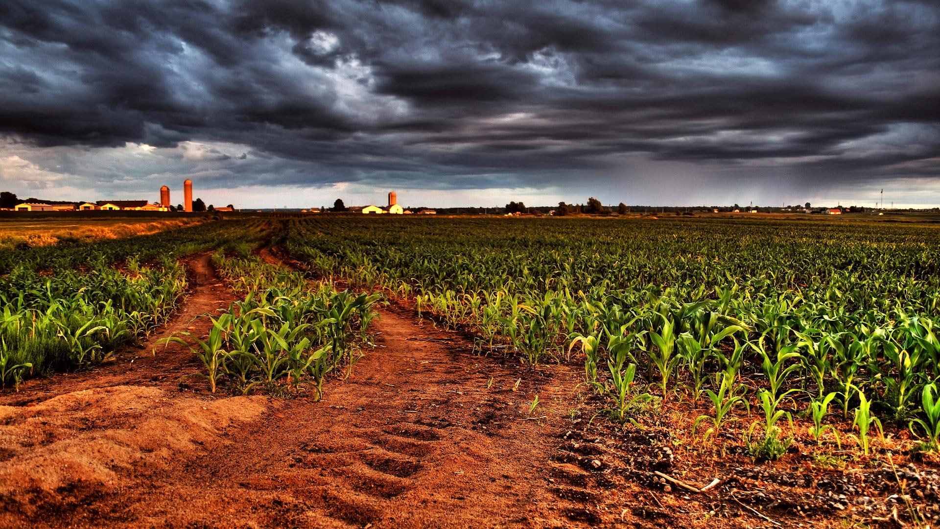 hdtv, field, ominous, 3d and a, its so cool, colorful, agriculture, 1080P, p, hd 1080p, dark, hdtv 1080p, thunderclouds, HD Wallpaper