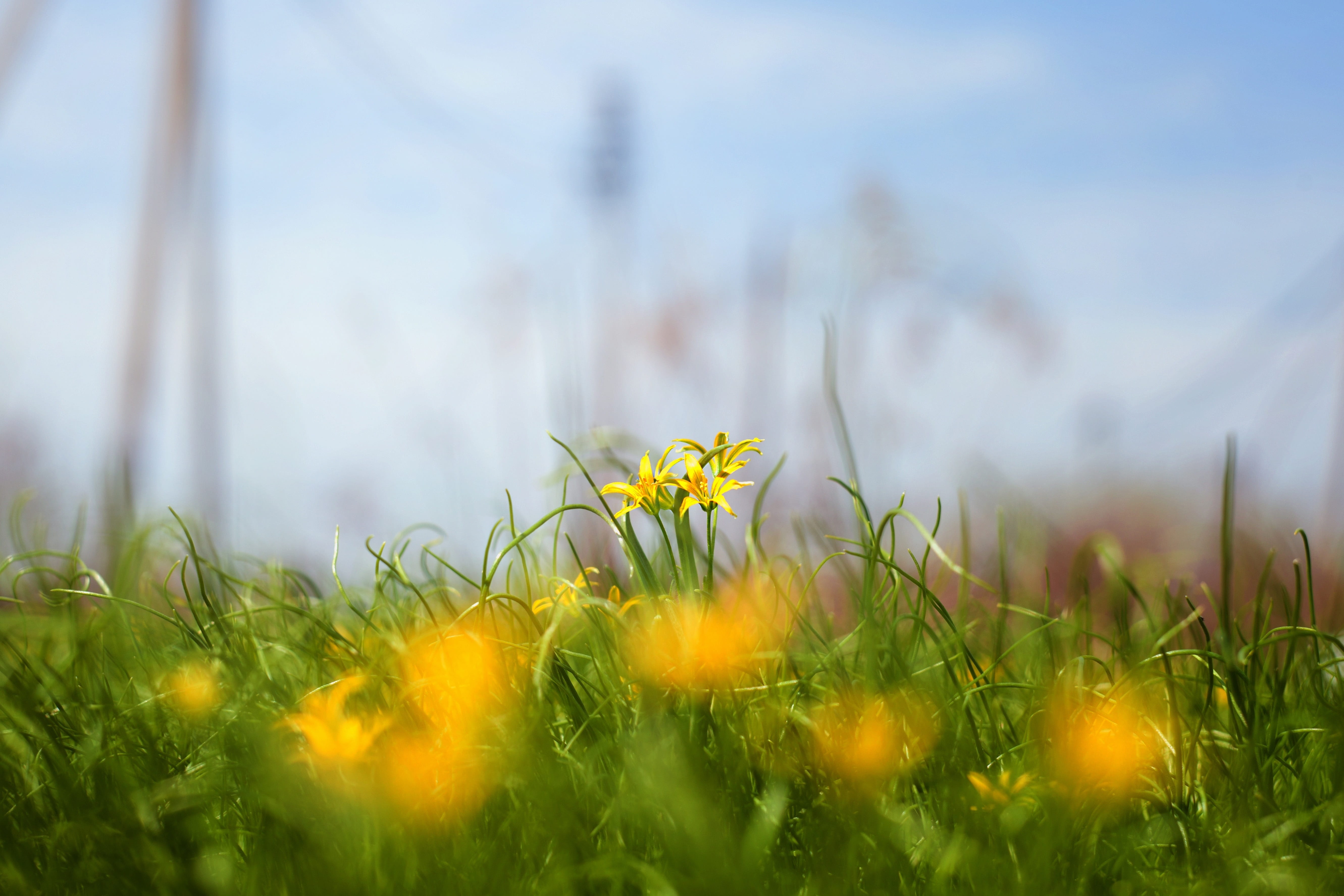top, sky, background, spring, sunny day, outstanding, blue sky, beauty in nature, reach high, russia, fragility, nature, freshness, grass, 5K, greens, HD Wallpaper