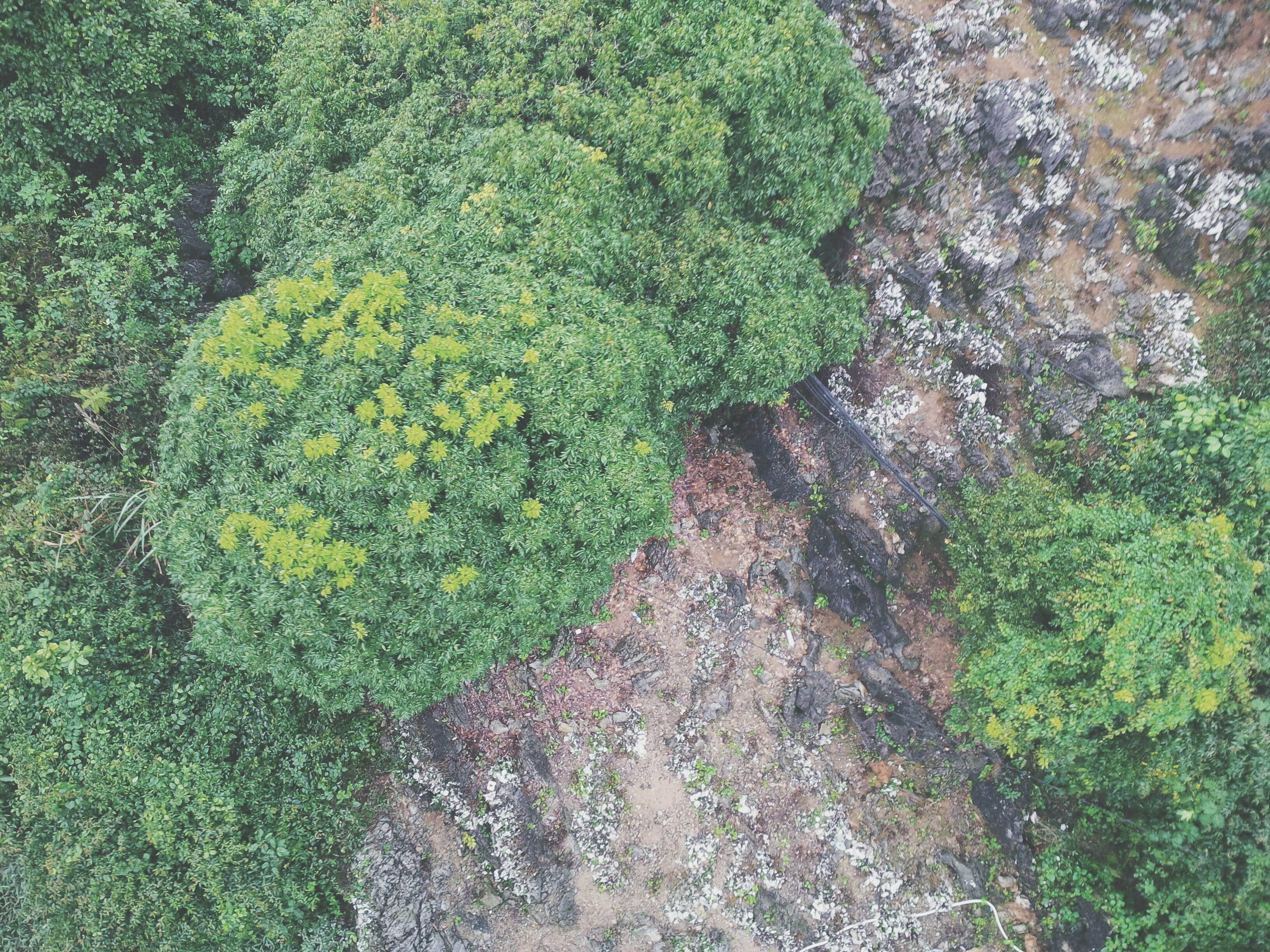 water, wanderlust, higher place, outdoors, beauty in nature, freshness, hanoi, green color, yellow, fly, plant, vietnam, tranquility, tree, nature, moss, HD Wallpaper