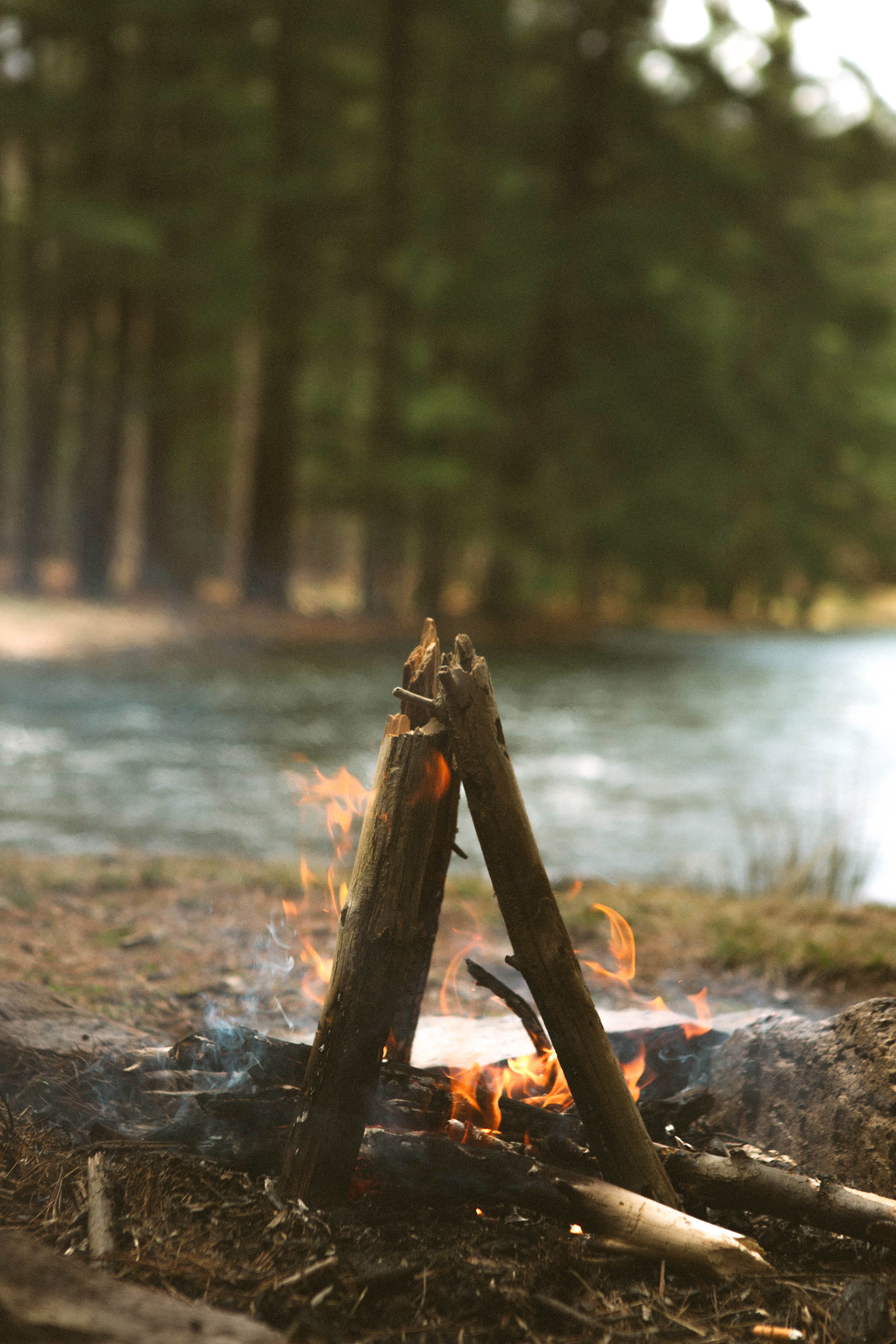 plant, photography, meal, water, camping, campfire, near, forest, fire - natural phenomenon, flame, body, lake, land, tilt, day, bark, lens, shift, river, Phone HD Wallpaper