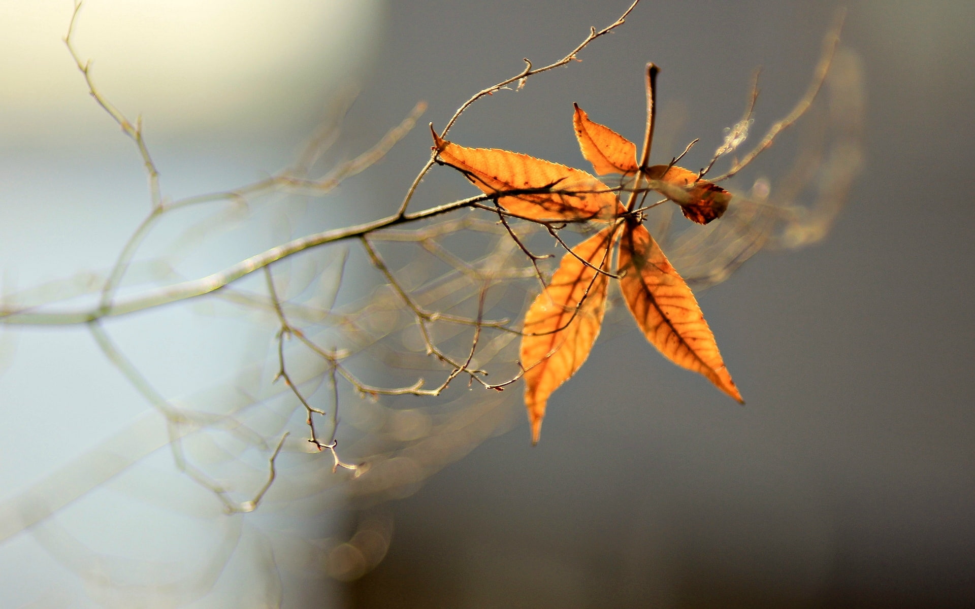 macro, blur, tree, widescreen, 1080P, full screen, leaves, branch, fullscreen, s, background, HD Wallpaper