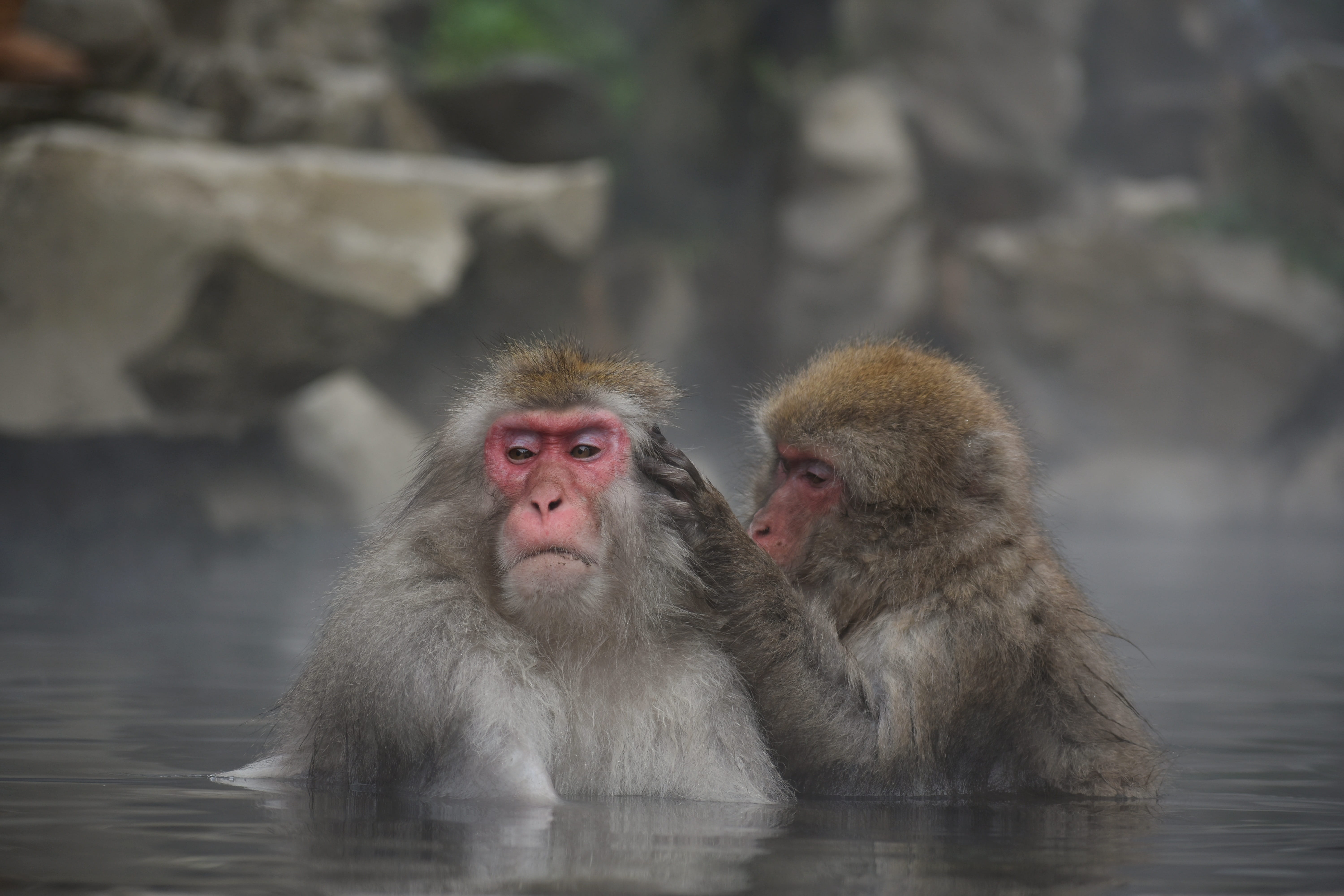 nagano prefecture, 5K, wild animal, seasonal, the boss monkey, winter, day, animals in the wild, hokushin state, attractions, mammal, animal themes, two animals, HD Wallpaper
