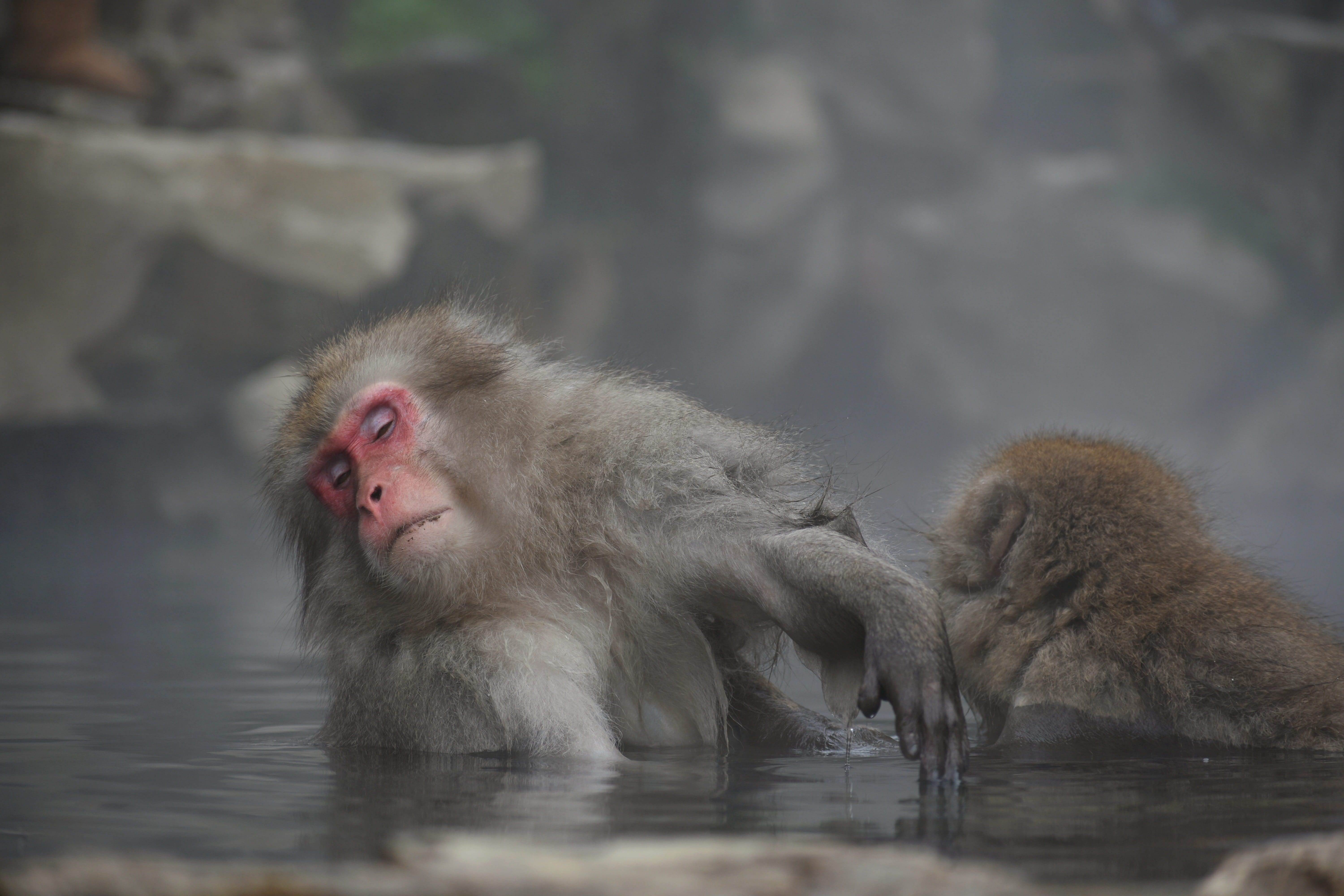 care, the boss monkey, winter, outdoors, togetherness, lake, beauty, open-air bath, baby japanese macaque eating leaves, hokushin state, jigokudani monkey park, HD Wallpaper