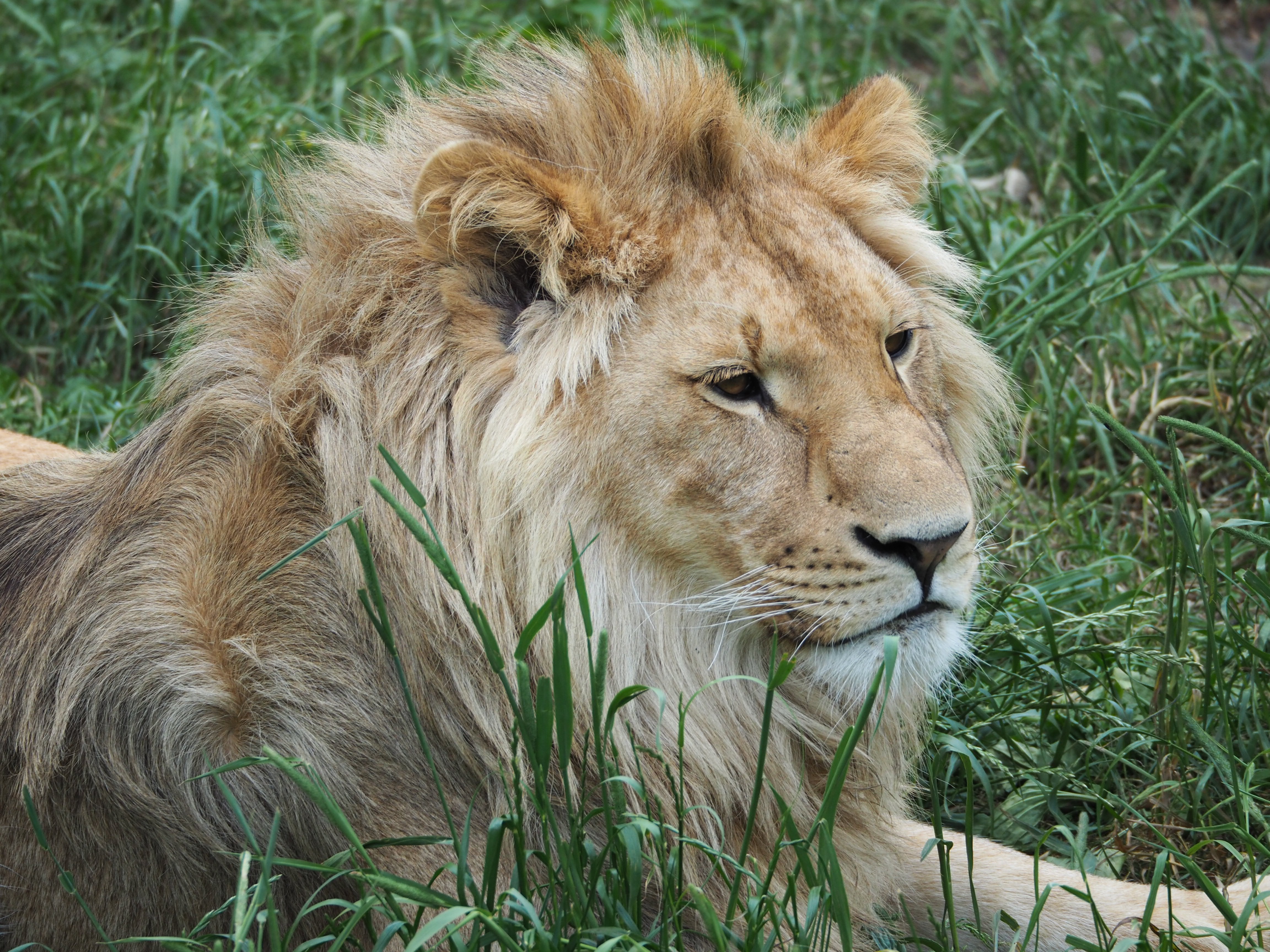 big Cat, africa, whisker, field, animal head, undomesticated Cat, day, animal wildlife, lion, vertebrate, rest, king, wildlife, no people, lying, animals In The Wild, HD Wallpaper