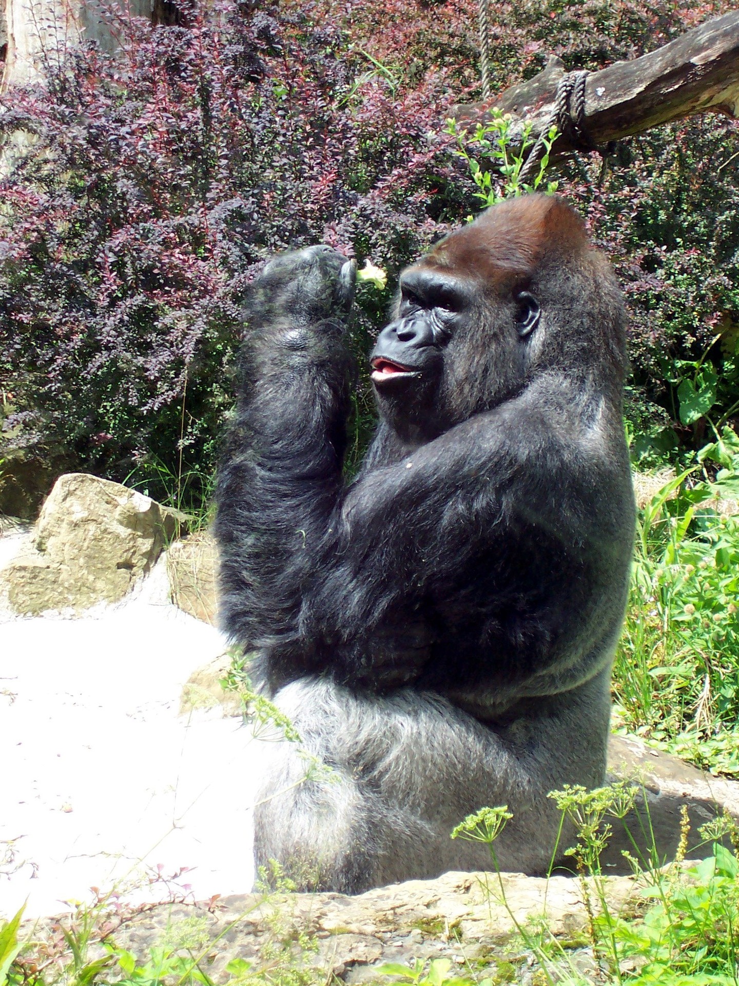 species, big, hairy, tropical Rainforest, gorilla, growth, day, primate, lord, sitting, zoo, silverback Gorilla, captive, wildlife, animal themes, nature, Phone HD Wallpaper