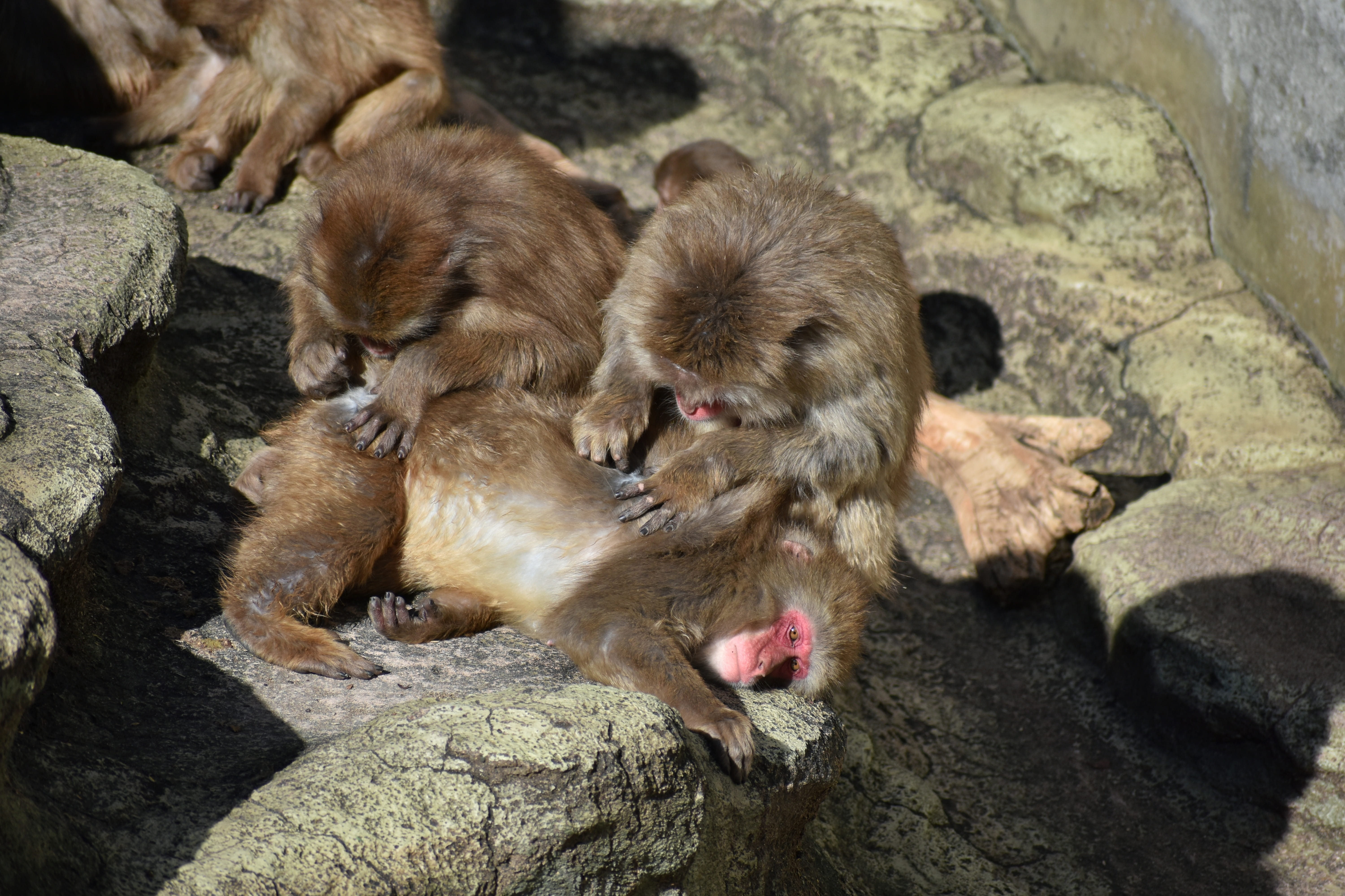 landscape, rock, travel, animal family, natural, baby japanese macaque eating leaves, young animal, wild animal, seniority, outdoors, no people, take a nap, HD Wallpaper