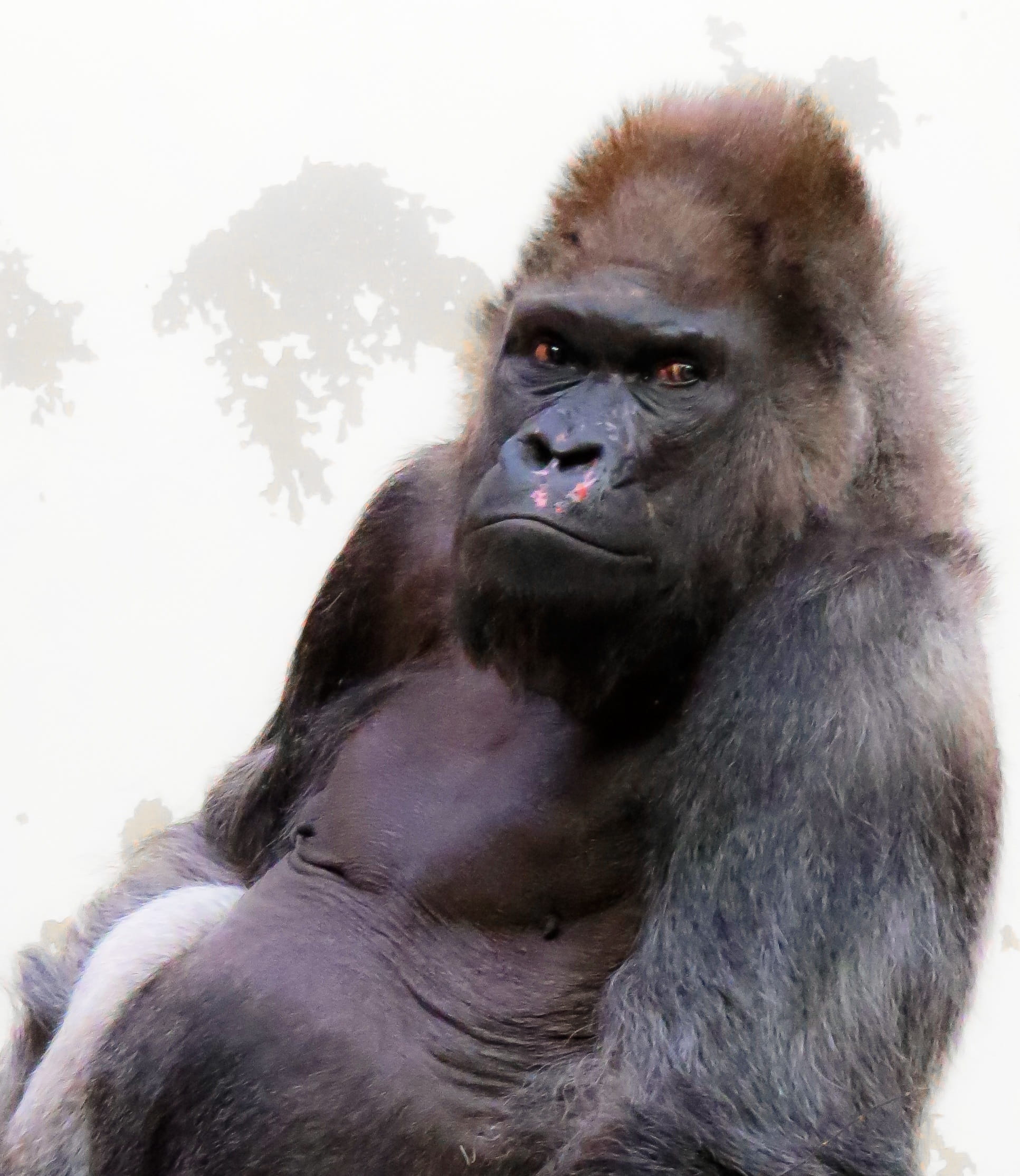 looking, one animal, watch, chef, boss, looking at camera, View, portrait, Monkey, close-up, animals in the wild, 1080P, sitting, ernst, Animal, vertebrate, Phone HD Wallpaper