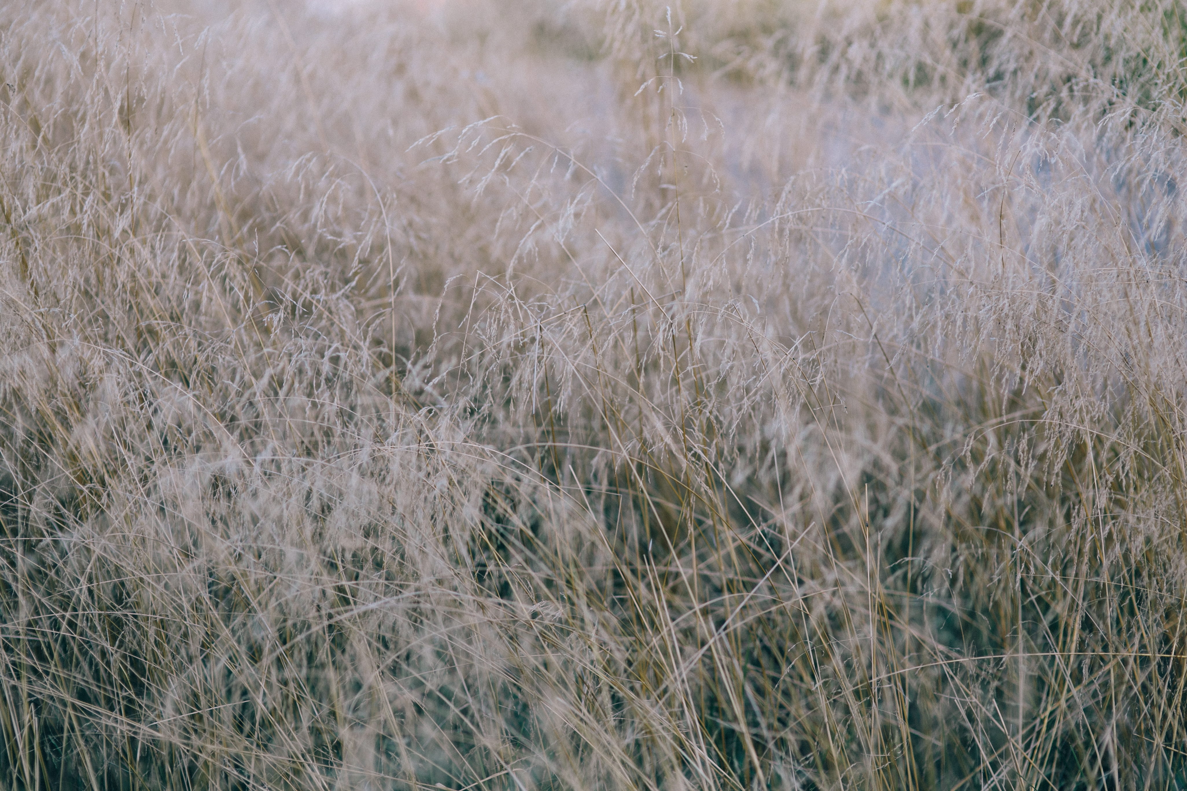 selective focus, stalk, focus on foreground, backgrounds, tranquil scene, landscape, outdoors, no people, land, day, timothy grass, tranquility, field, HD Wallpaper